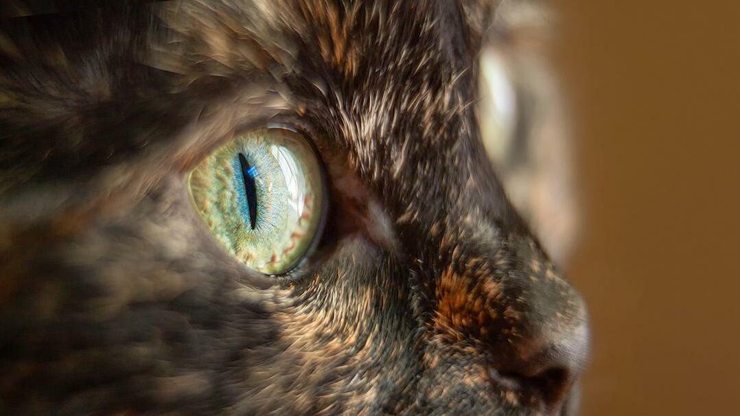Kikis Eye