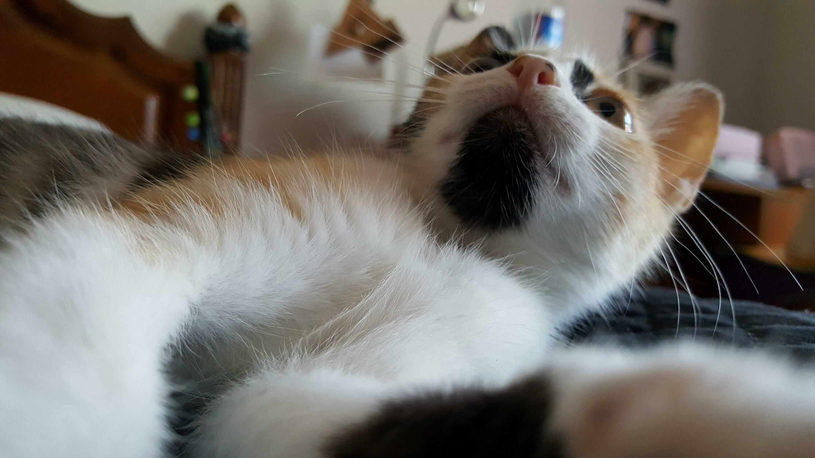 Killer Queen and Her Mighty Soul Patch