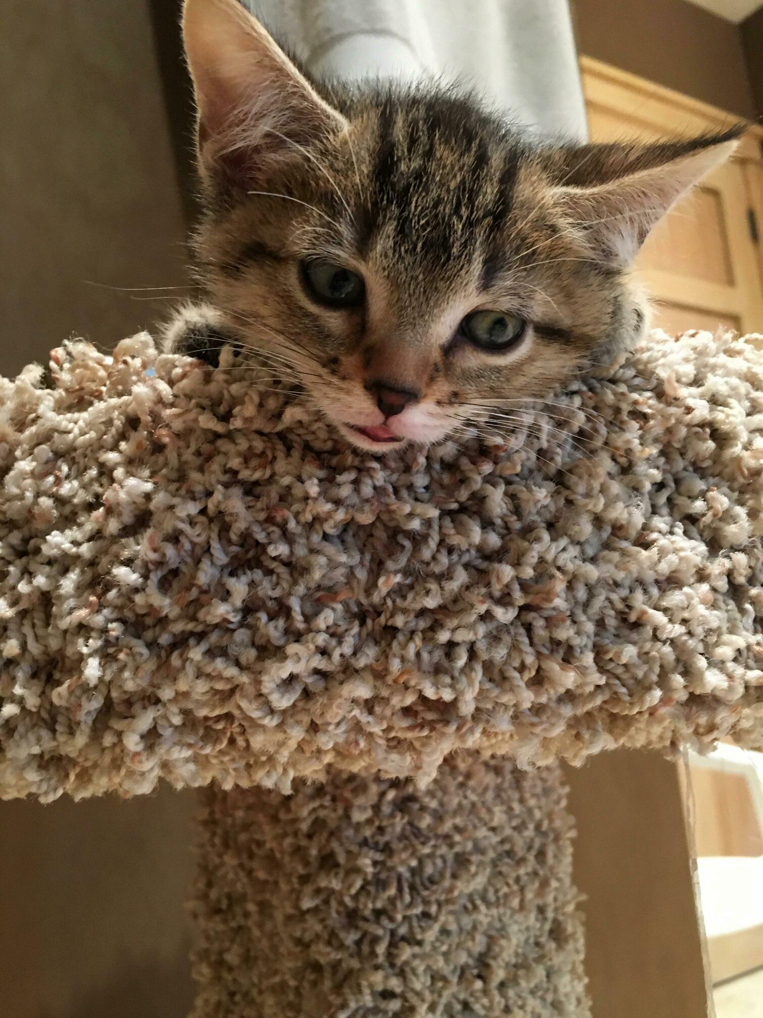Kitten Blep