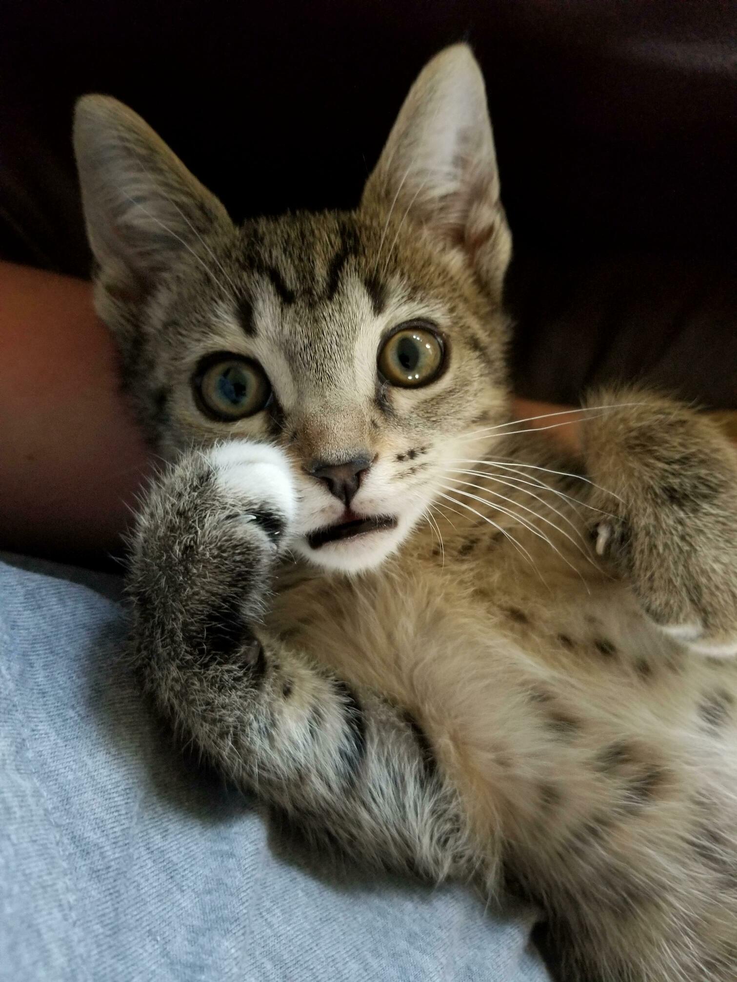 Kitten