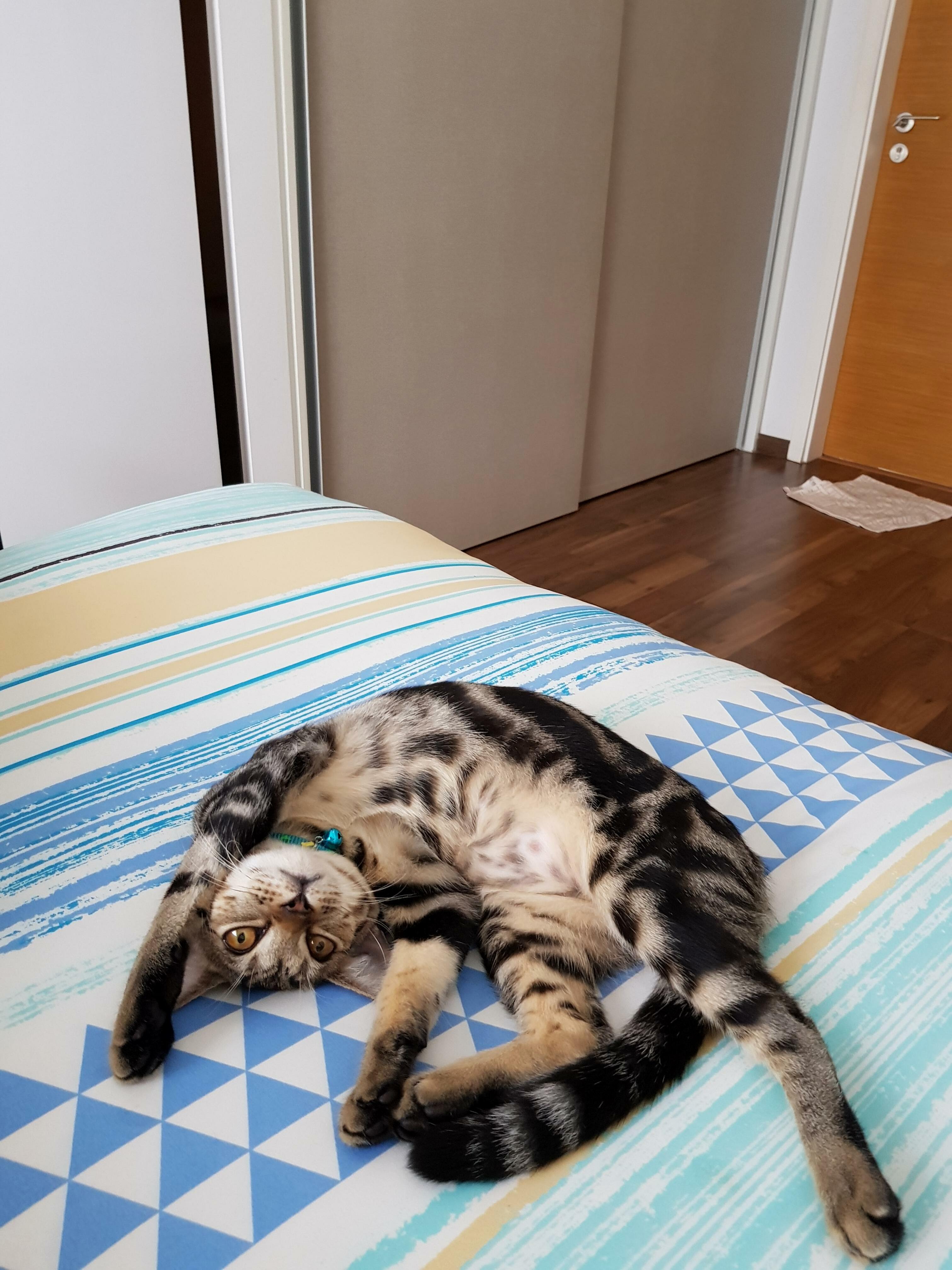 Lazy Cat Sunday