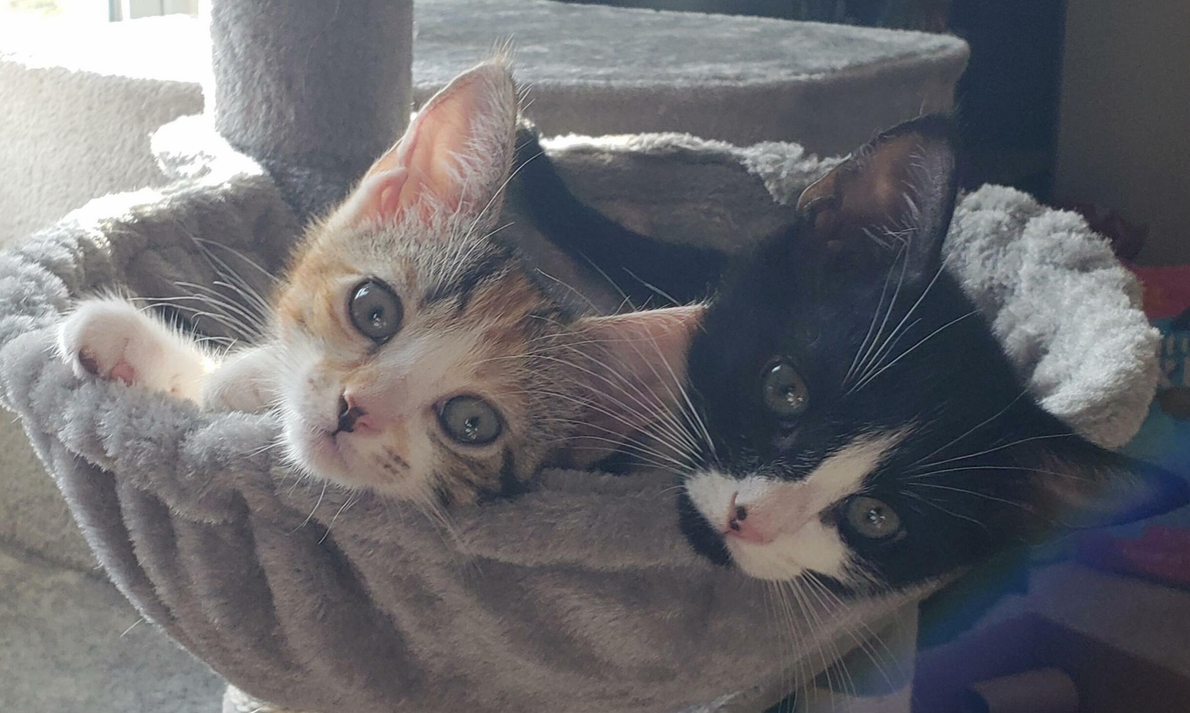 Leia and Luna! Got Them at 7 Weeks, Theyre 14 Weeks in This Photo.