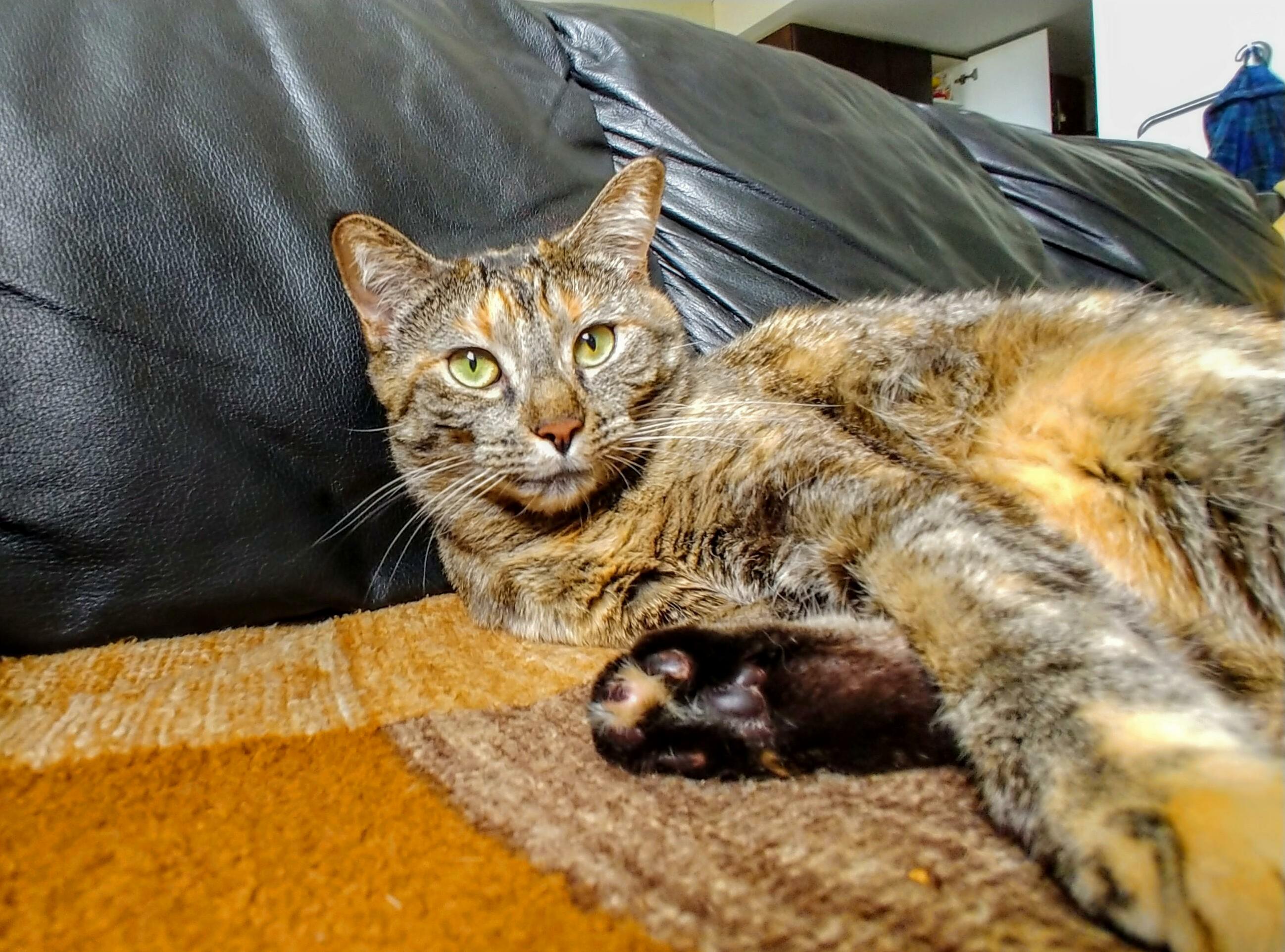 Literally Just a Cat