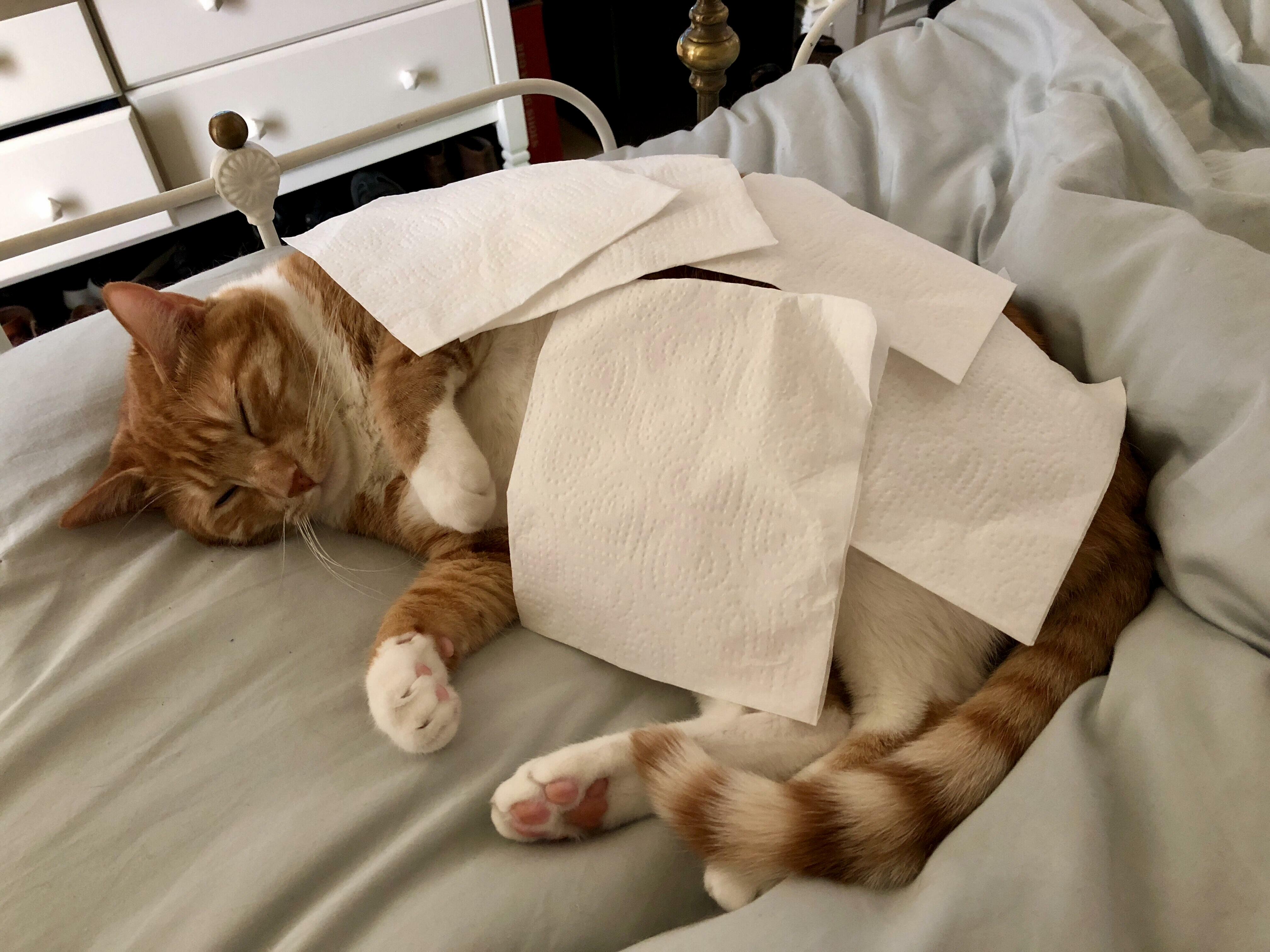 Little Napkin Nap