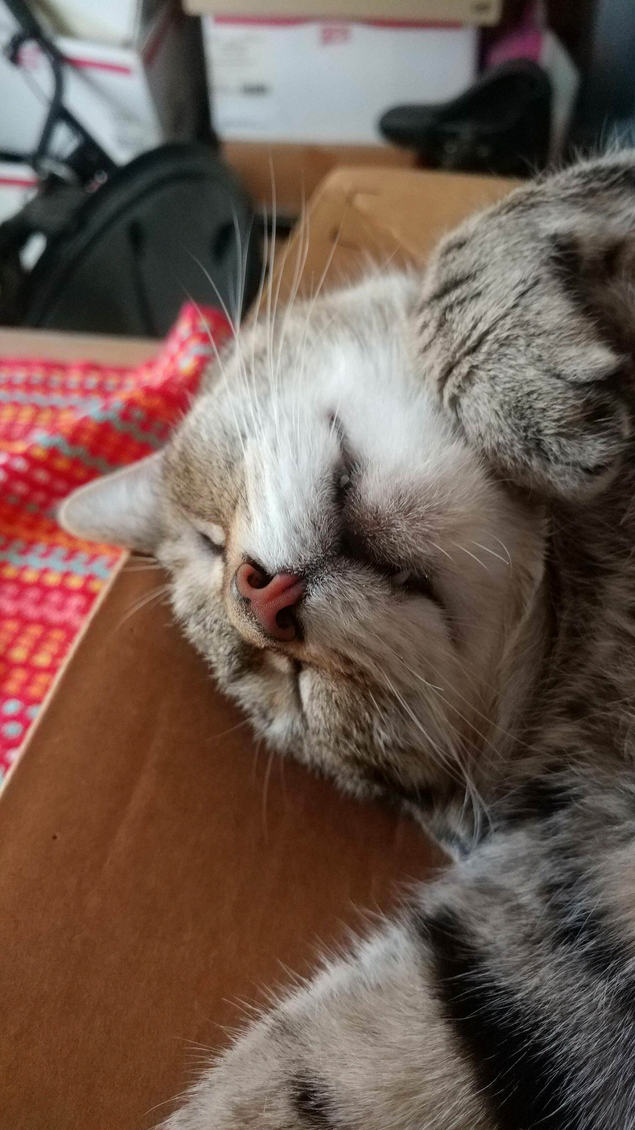 Littlest Fangs