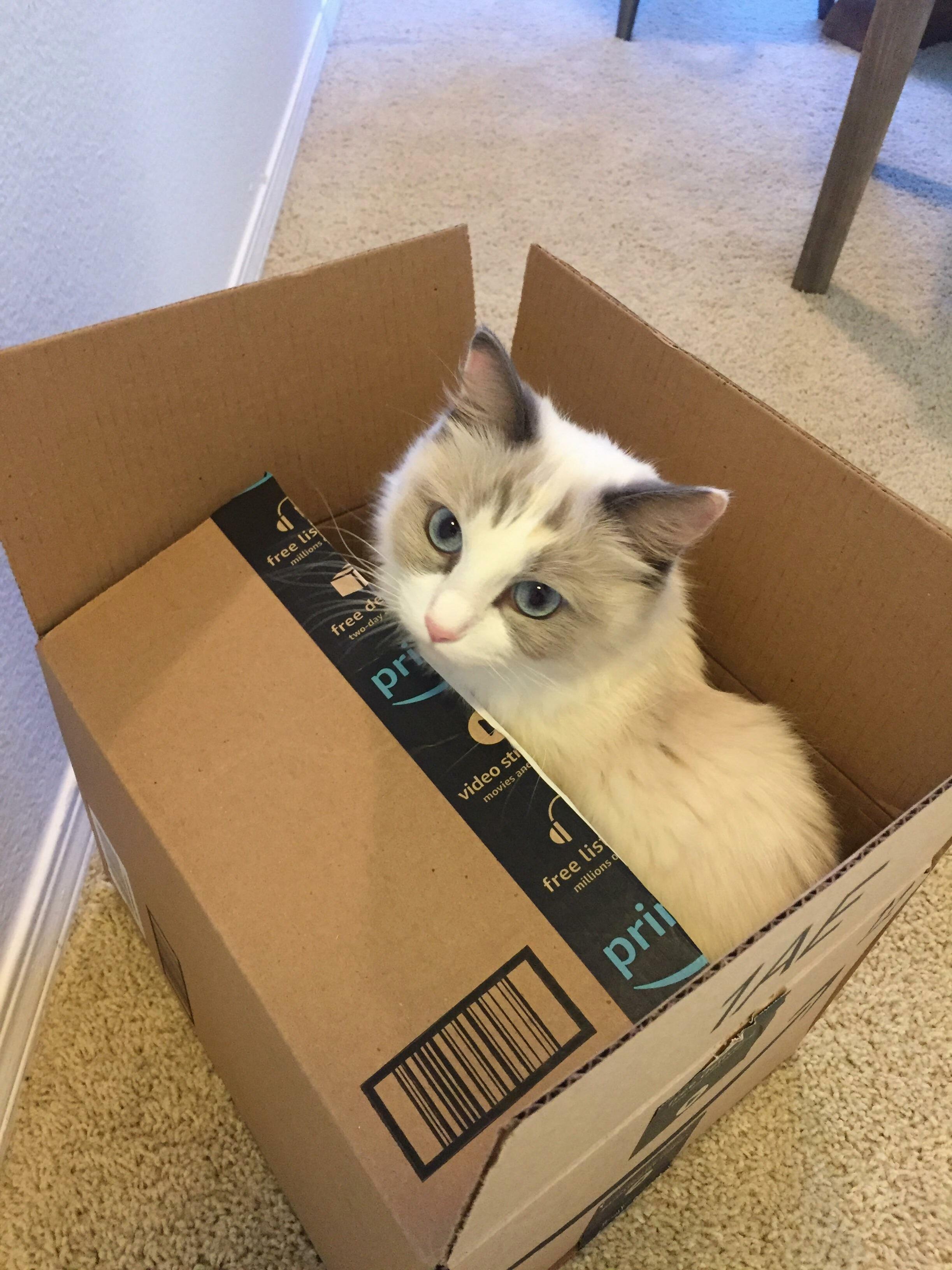 Lola Is Ready to Be Overnighted to Your Heart