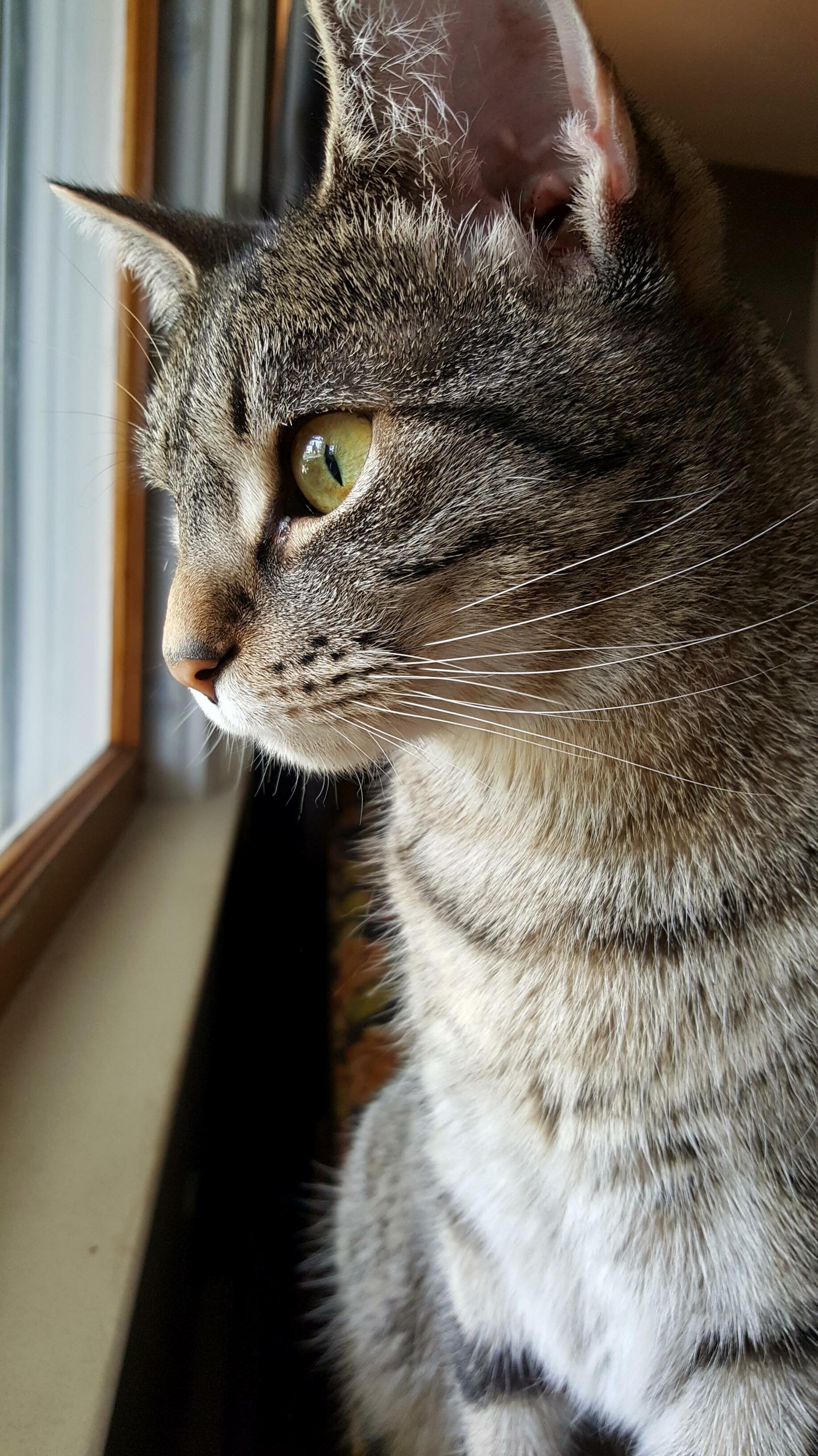 Longing to Be Outside