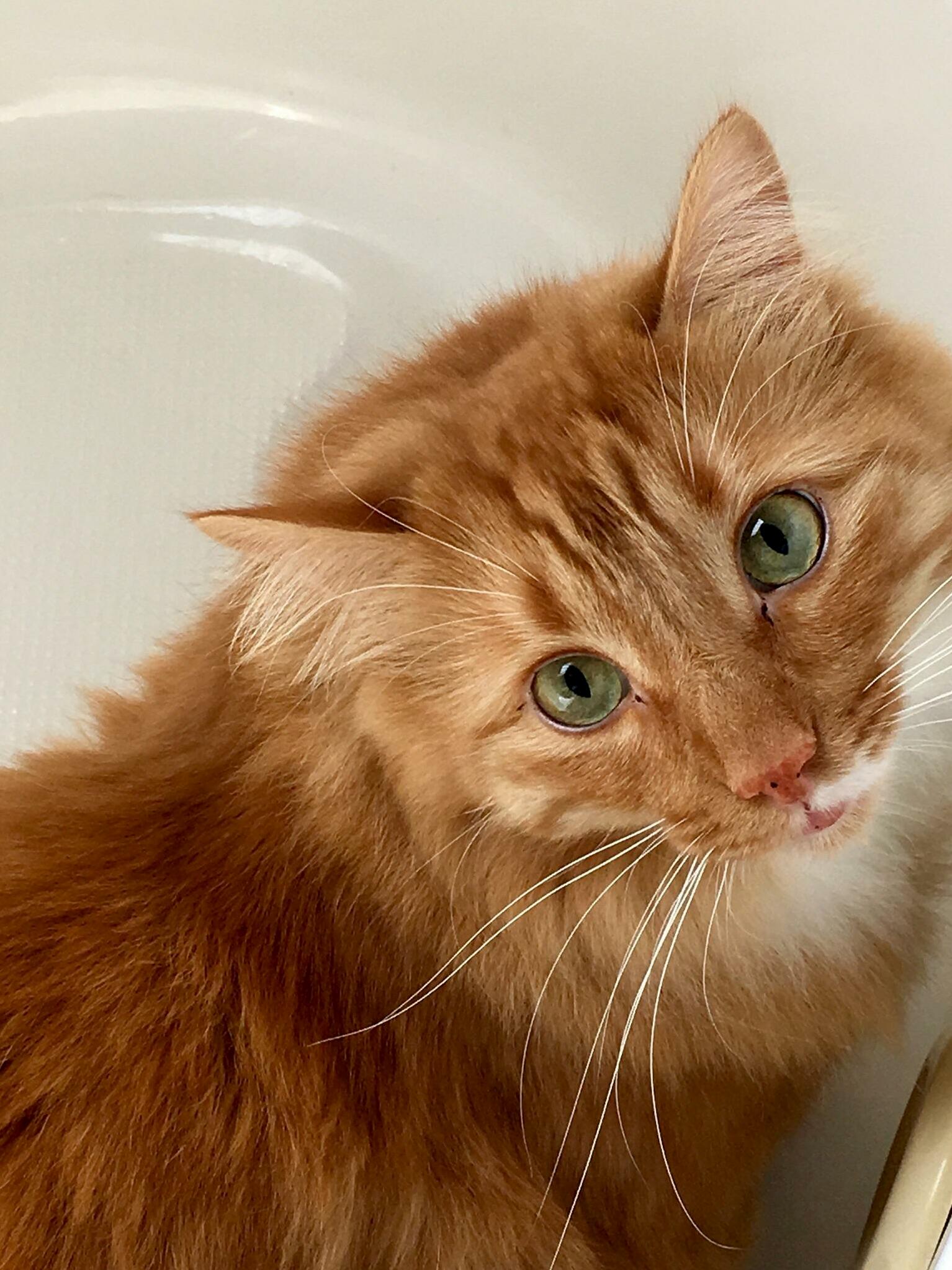 Lost This Little Guy a Year and a Half Ago and I Still Miss Him Everyday.