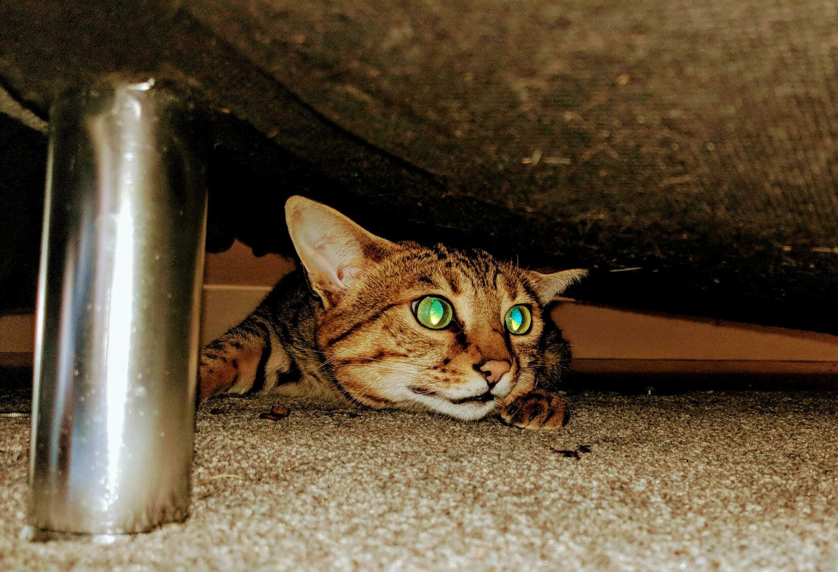 Luna Hiding from the Bad Motor Bikes Outside, Before Scavenging for Leftovers Under the Couch