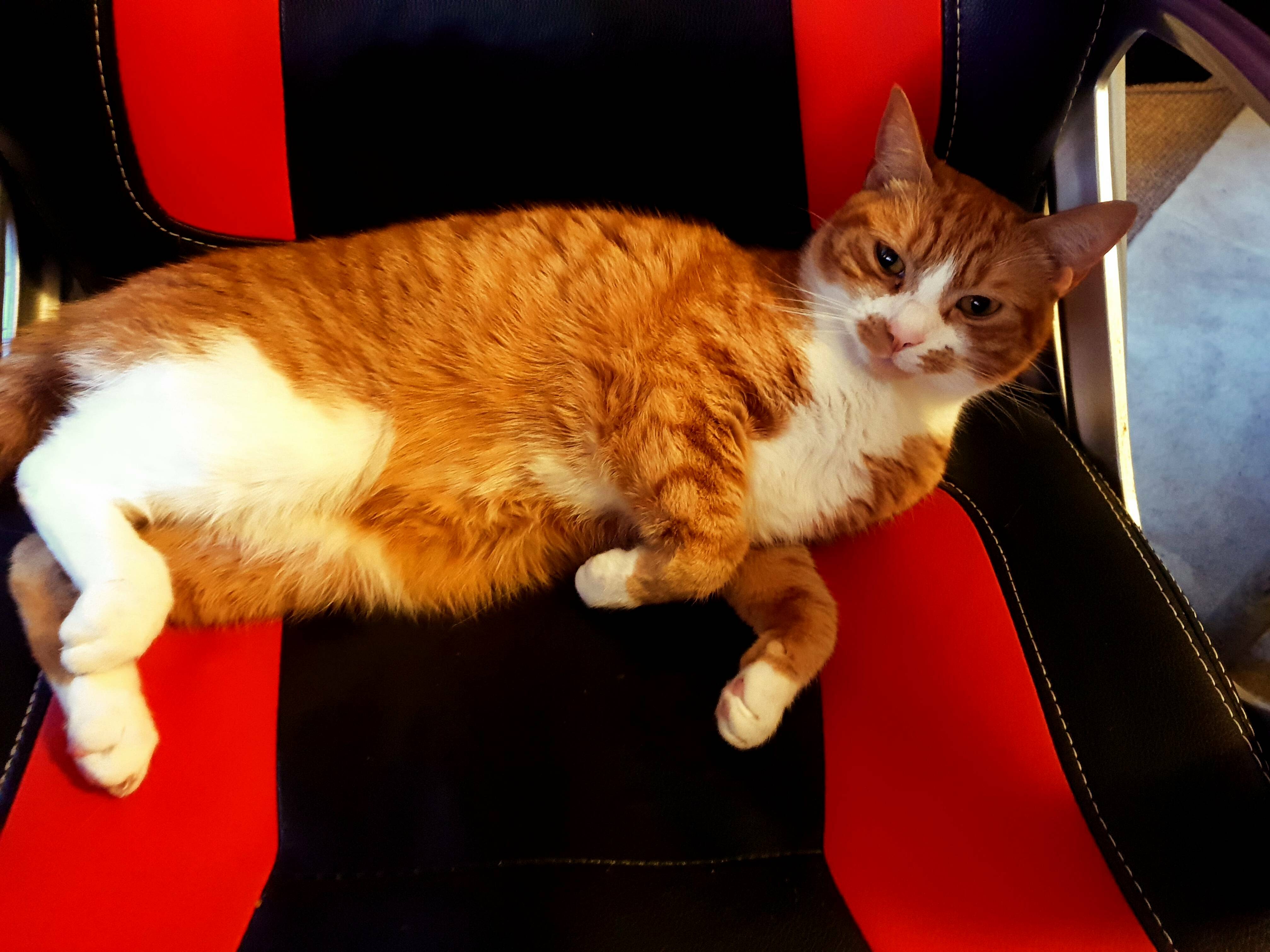 Madam Marmalade Demanding Stroke Tax Before I Can Play.