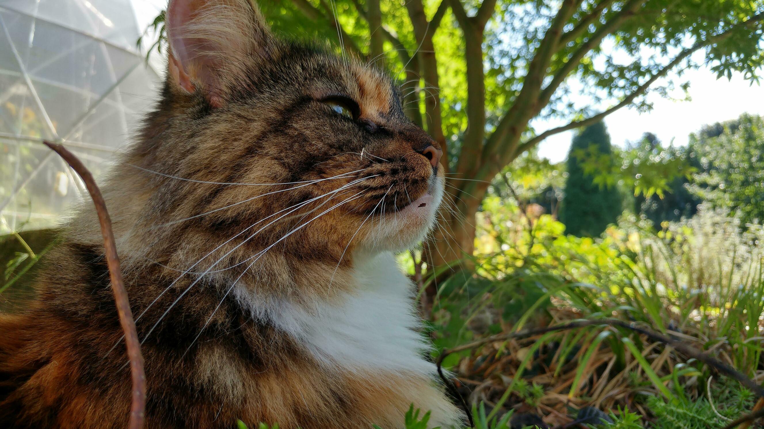 Mainecoon Relaxing Outside