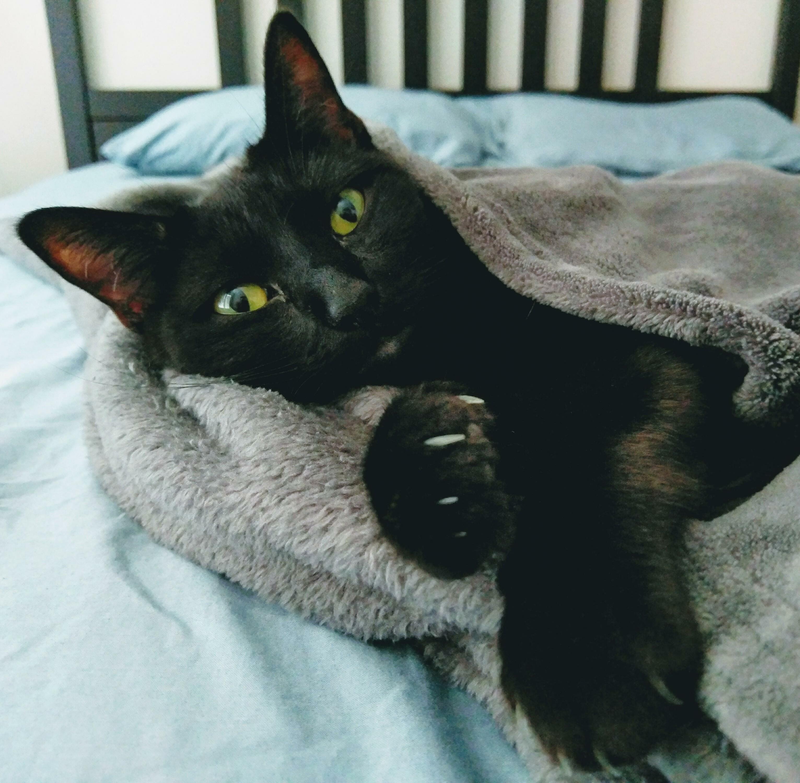 Marie Was Found in an Alley with a Litter of Kittens. a Few Years Later and She Has a Blanket to Keep Her Warm from the Summer Chills.