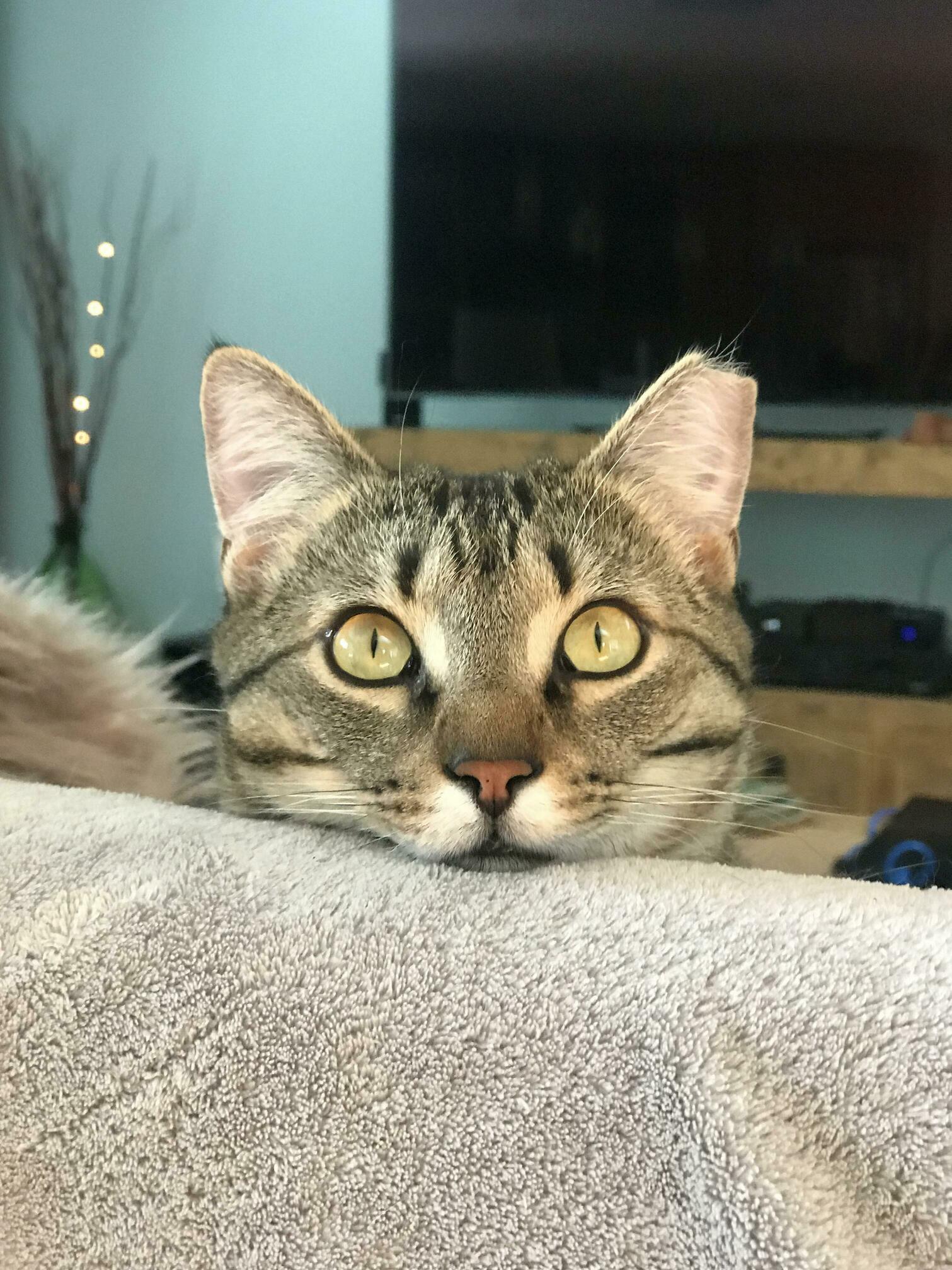 Master of the Sofa.