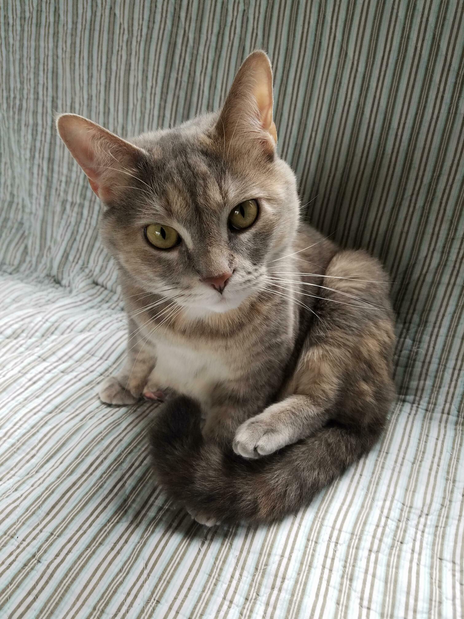 Meatloaf the Cat.
