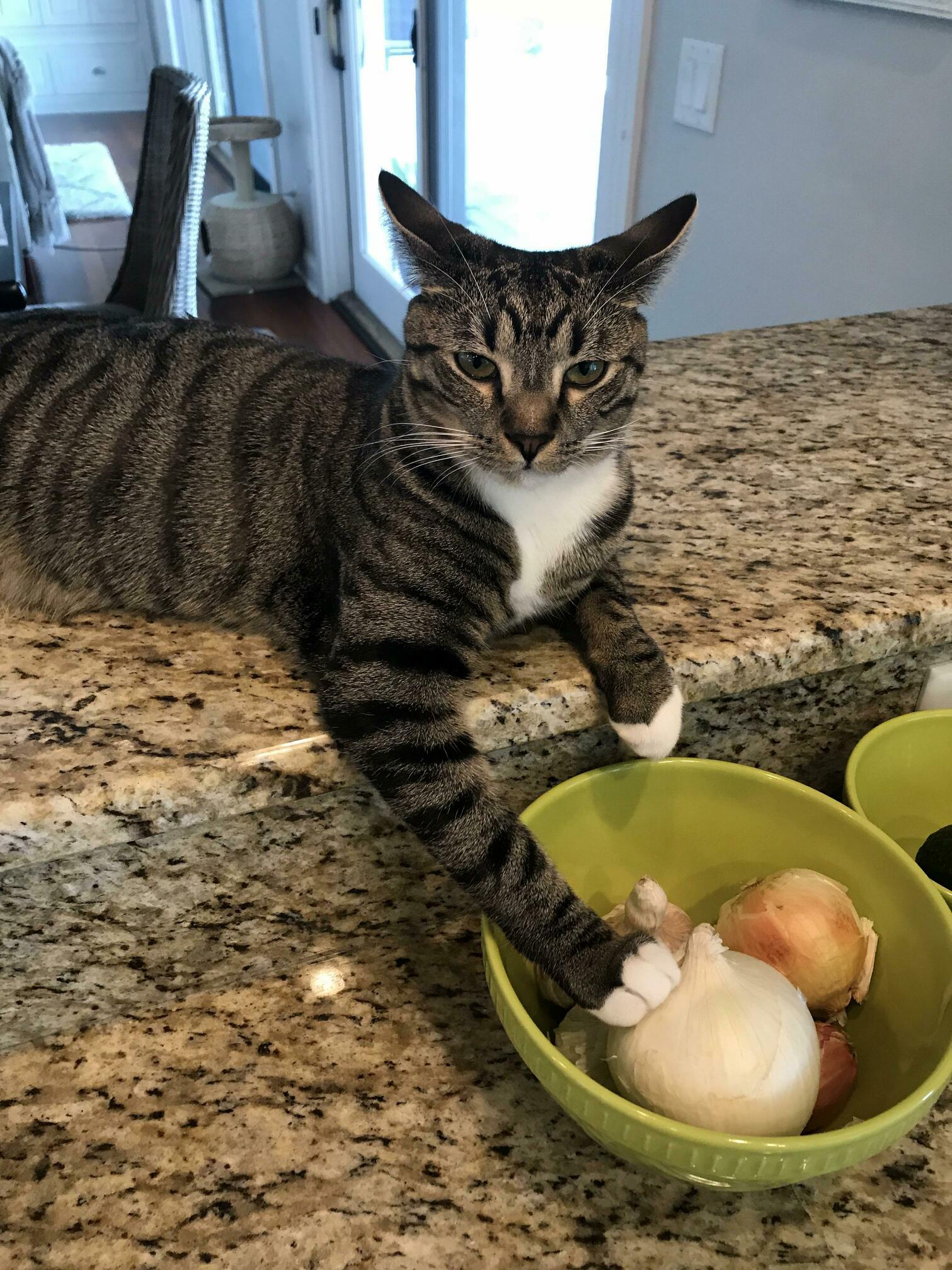 Meet Berry, Guardian of Onions