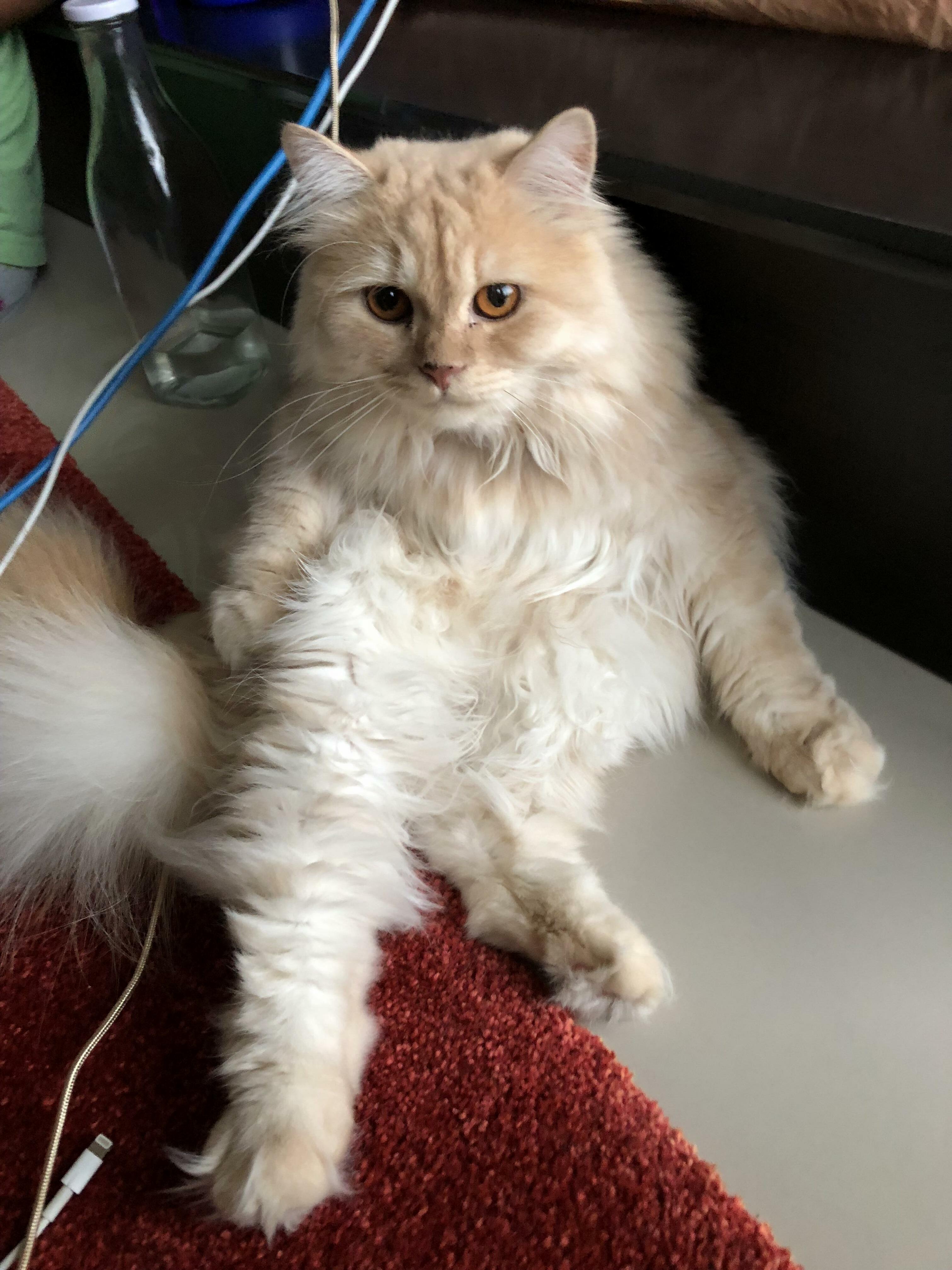 Meet Coco
