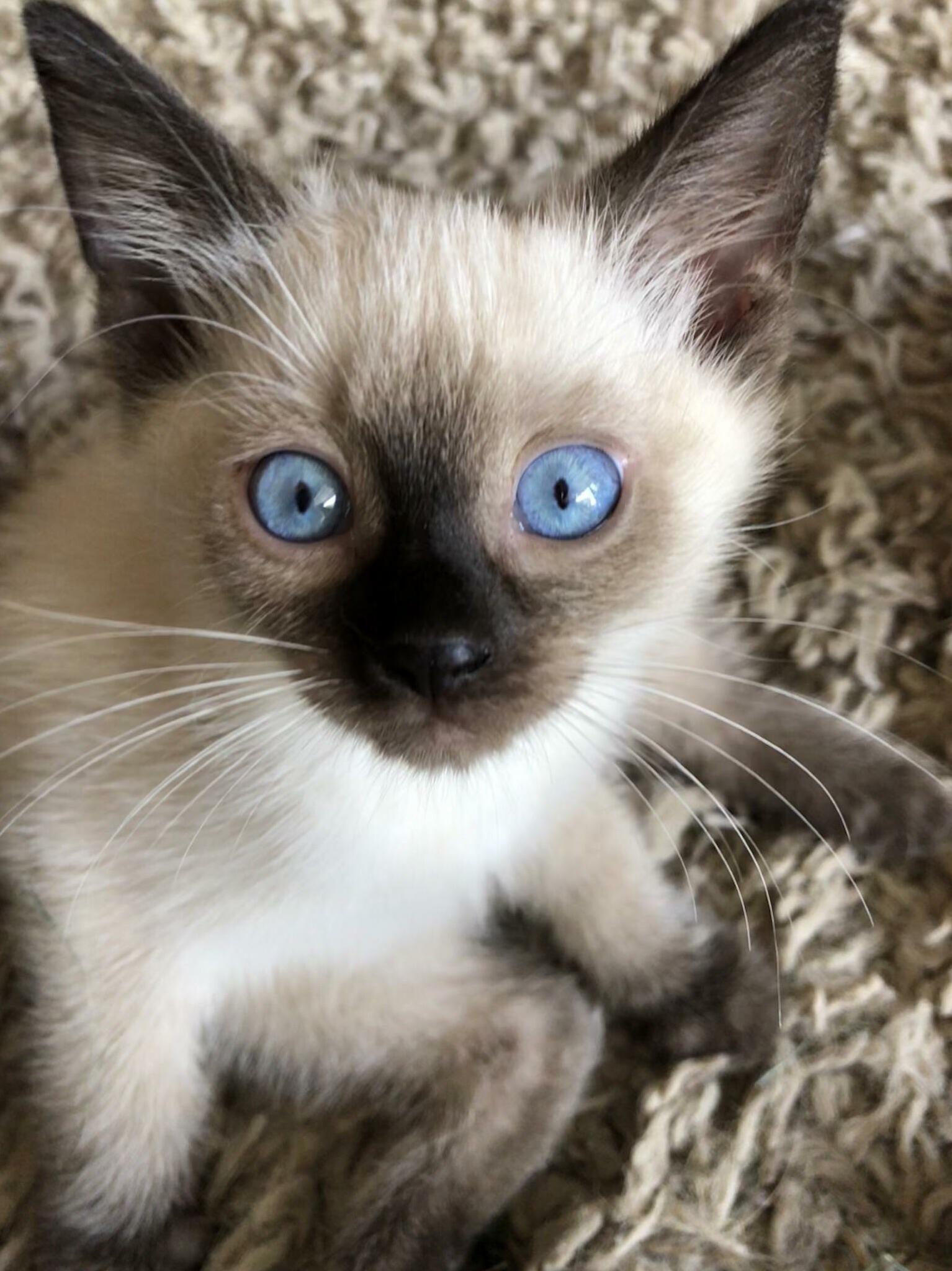 Meet Frank