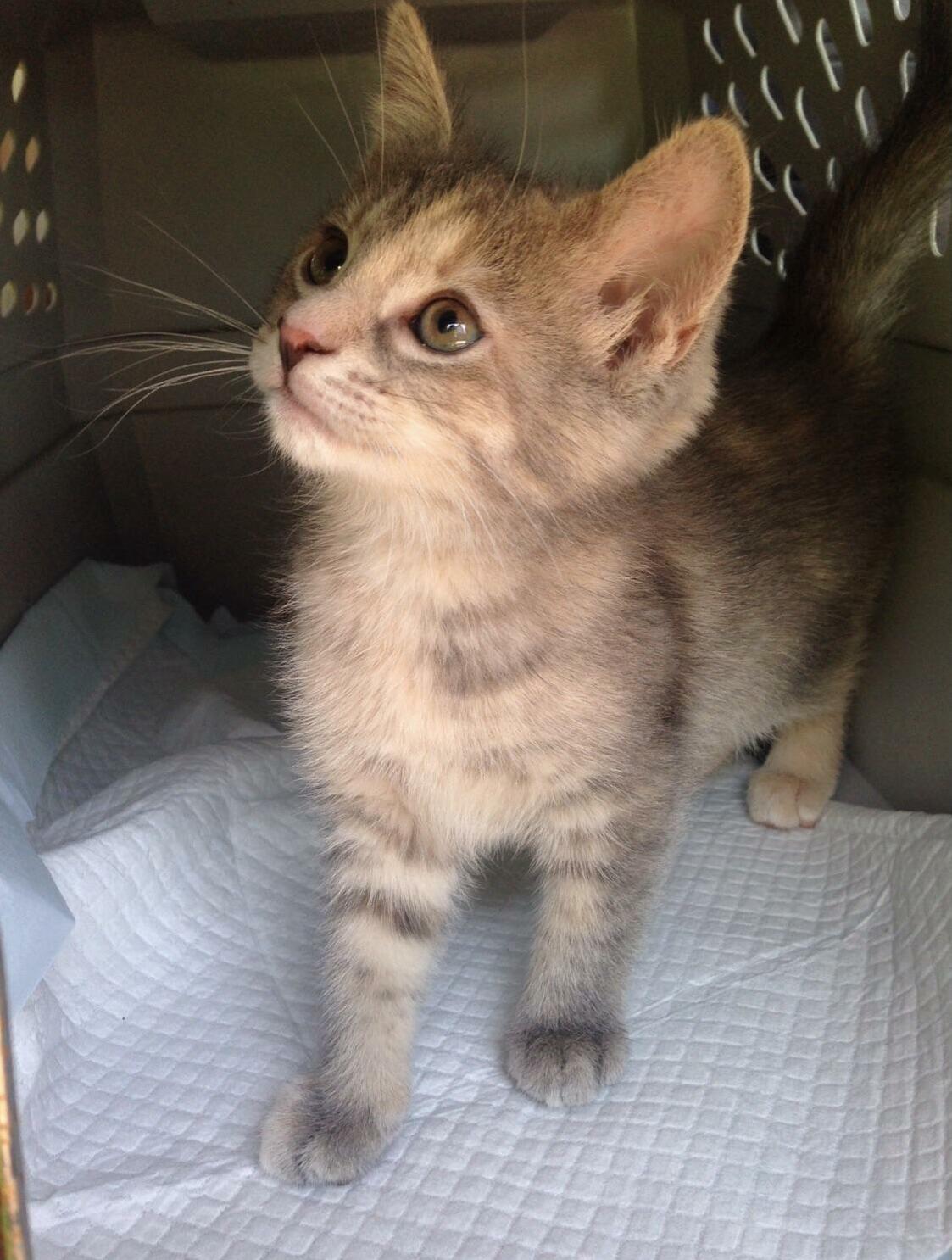 Meet Gabby! Rescued Her and Her Feral Mom.