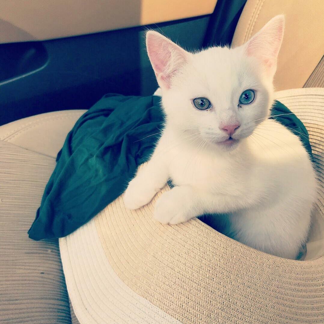 Meet Kili (Short for Killmonger). Predator. Model. Good Boy.