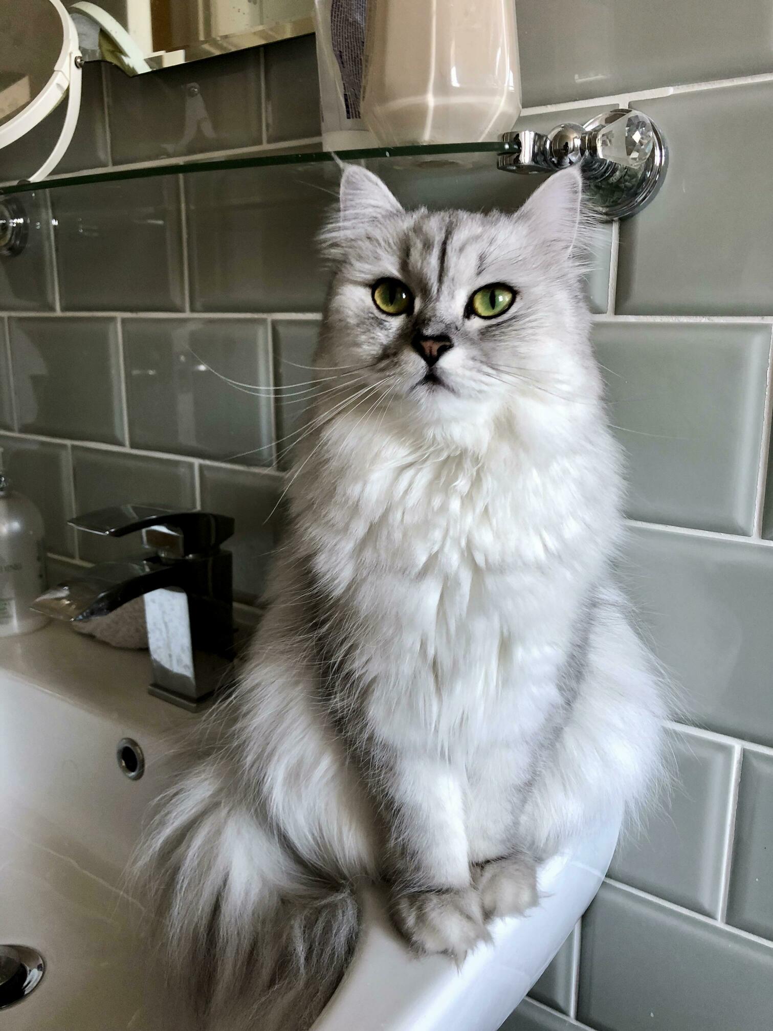 Meet Luna. Queen of the House and Quite Possibly, the World.