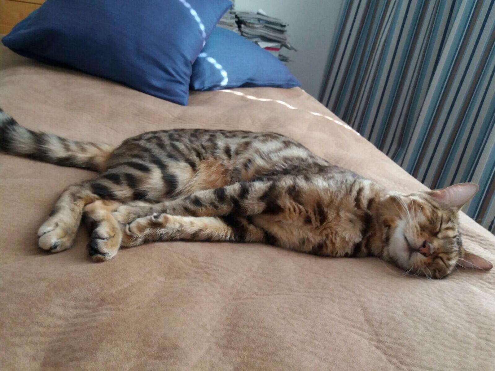 Meet Mutka! Here She Is Having Her Daily Beauty Nap.