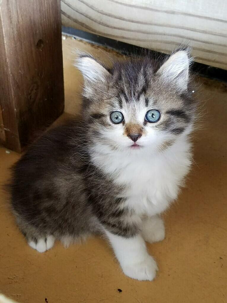 Meet My Little Fur Baby Maggie Rita!