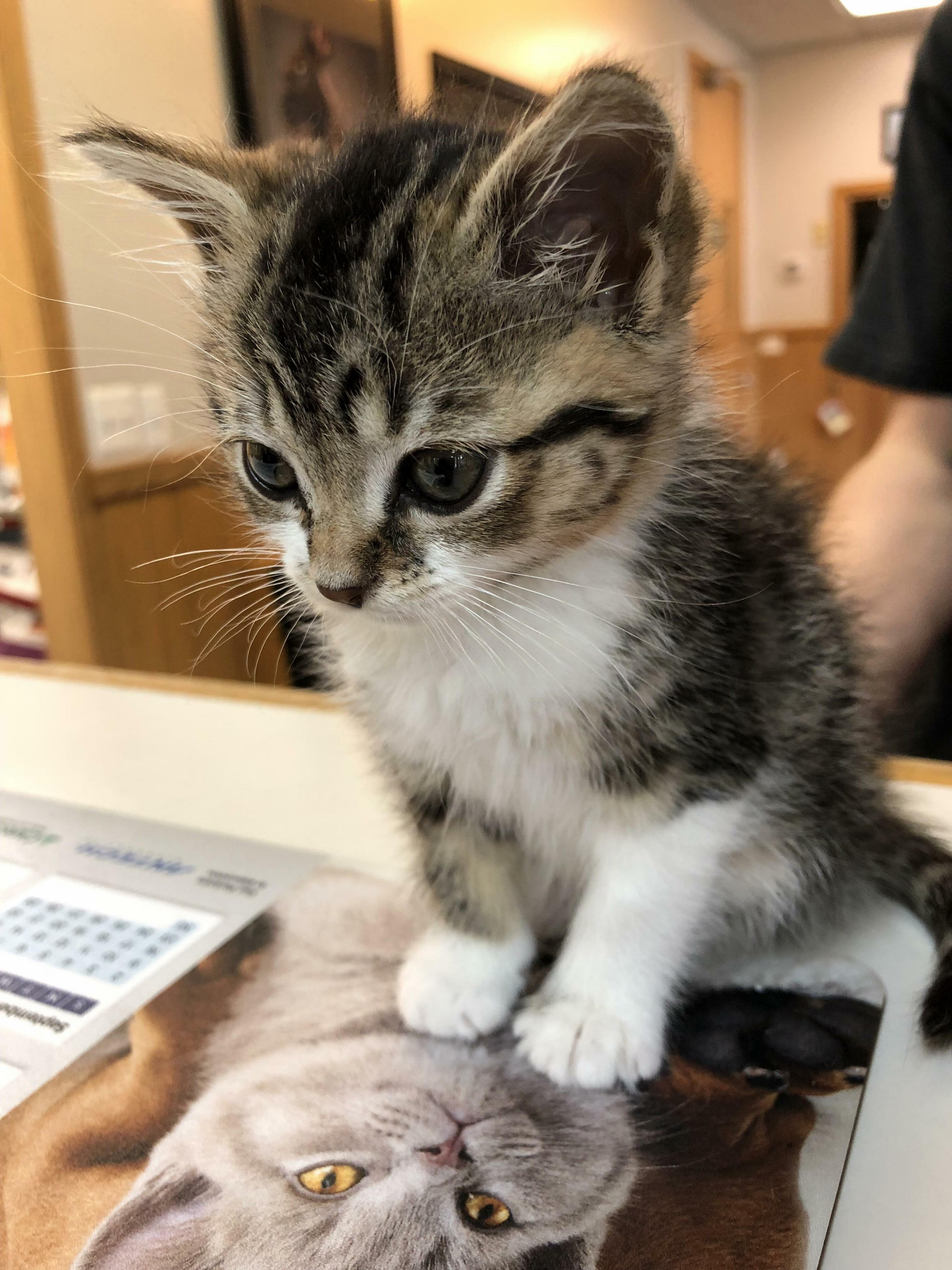 Meet Our Newest Family Member, Hoot. We Adopted Her After She Was Found Abandoned in a Construction Site.