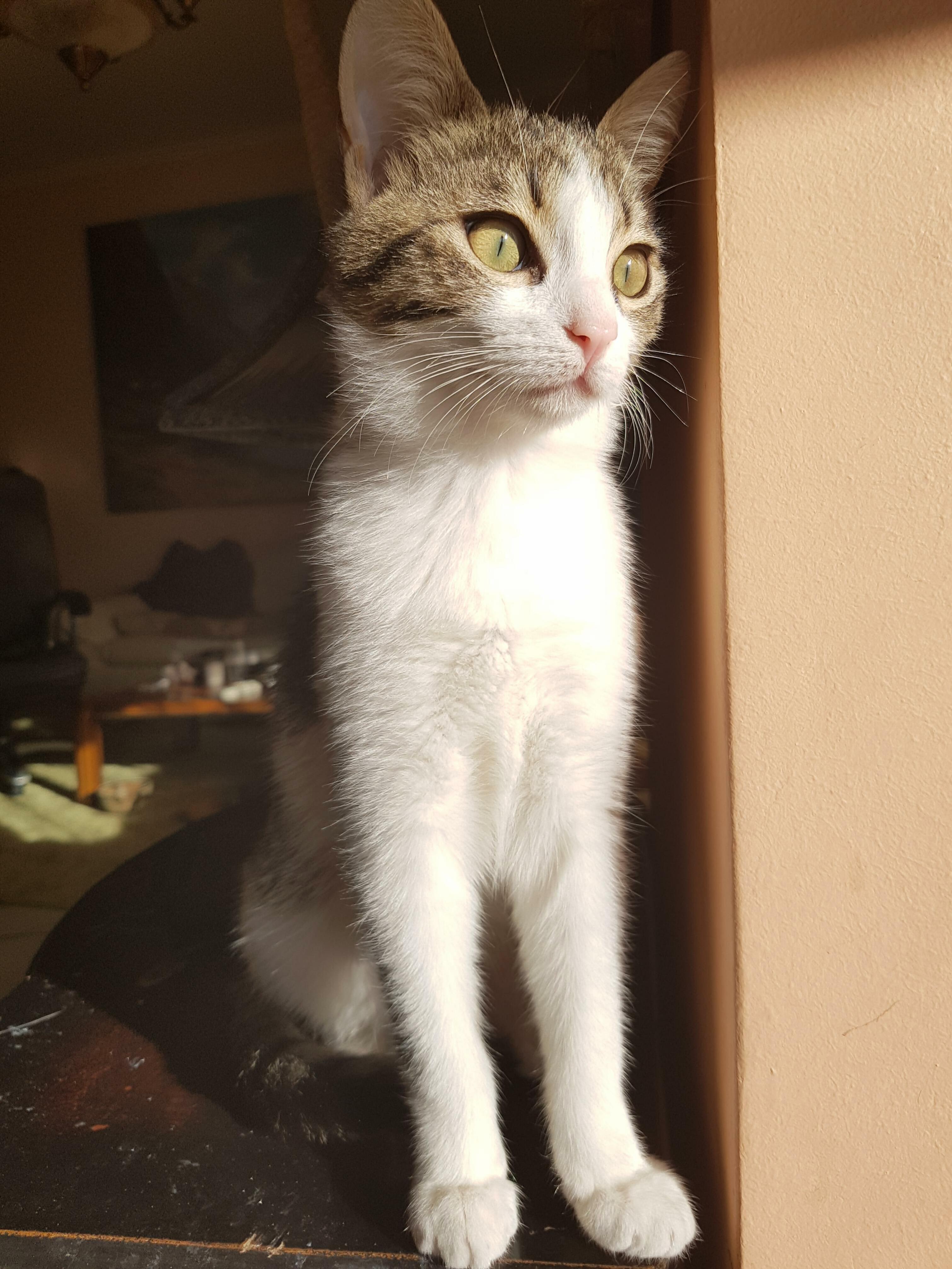 Meet Sushi! Shes Always There for Us, Making Our Lives Happier, Giving Us All Her Love!