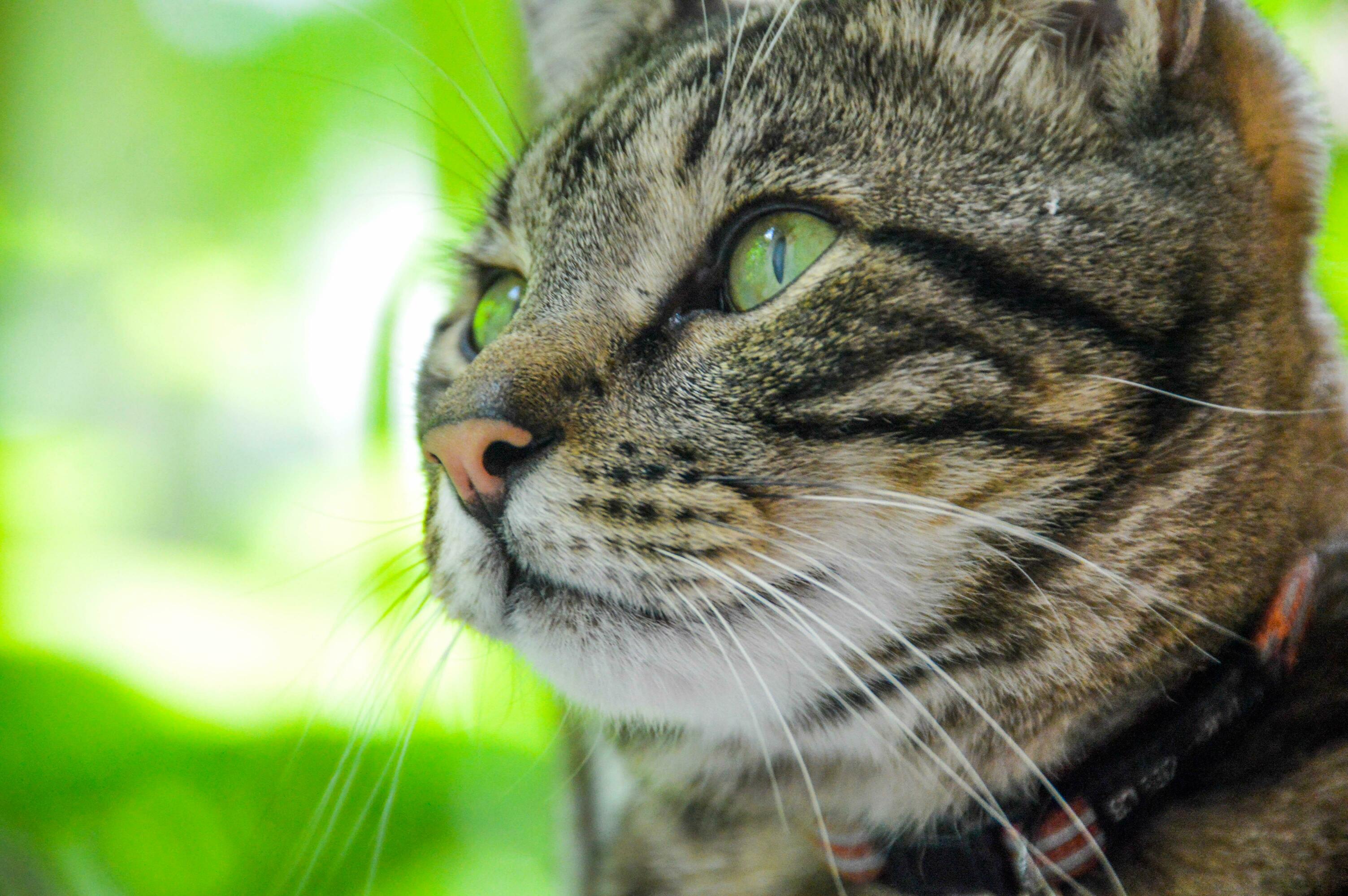 Meet Your Beautiful Rescue Cat Jagger