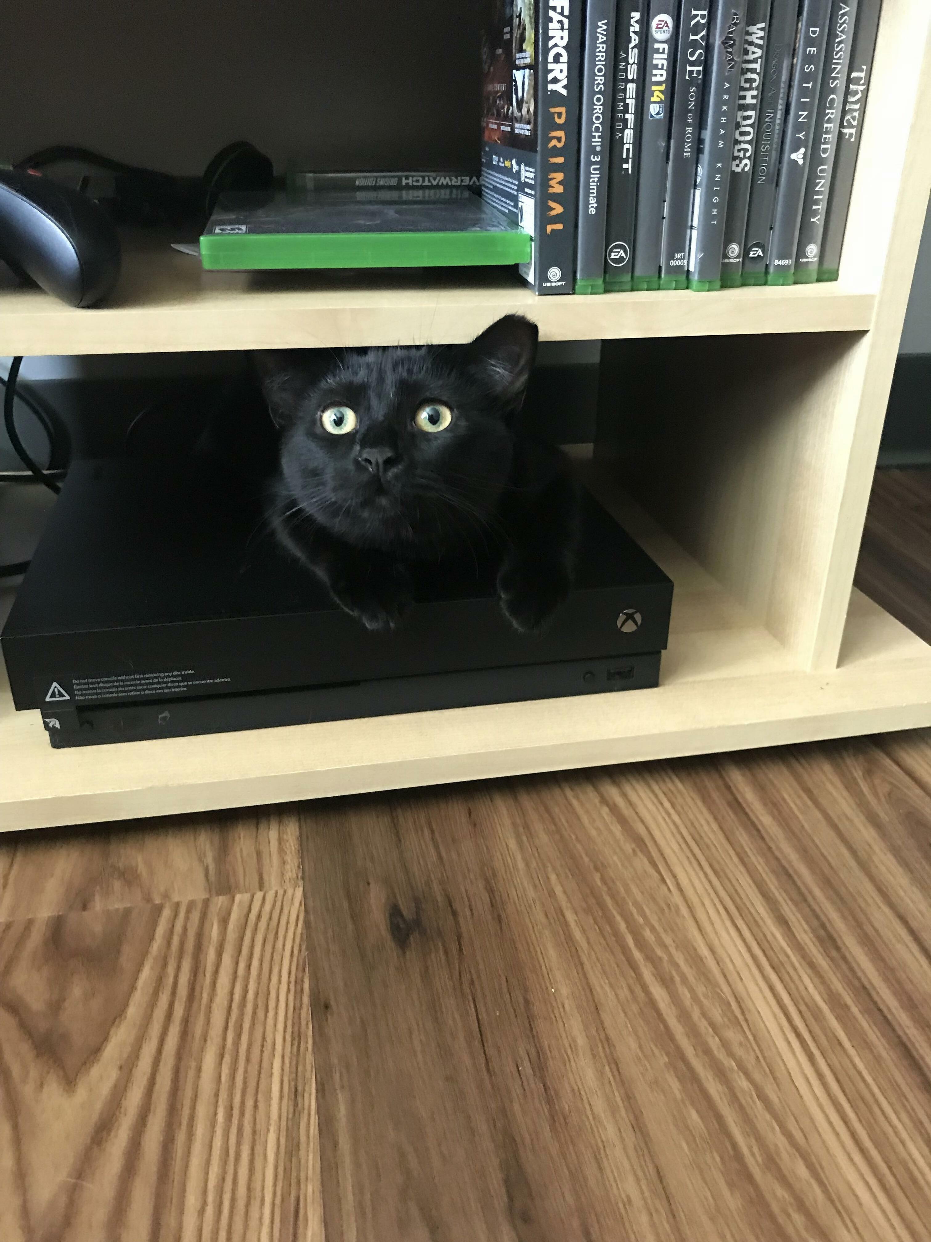 Mei Will Be One in October. She Has Already Claimed My Xbox One As Her Own.