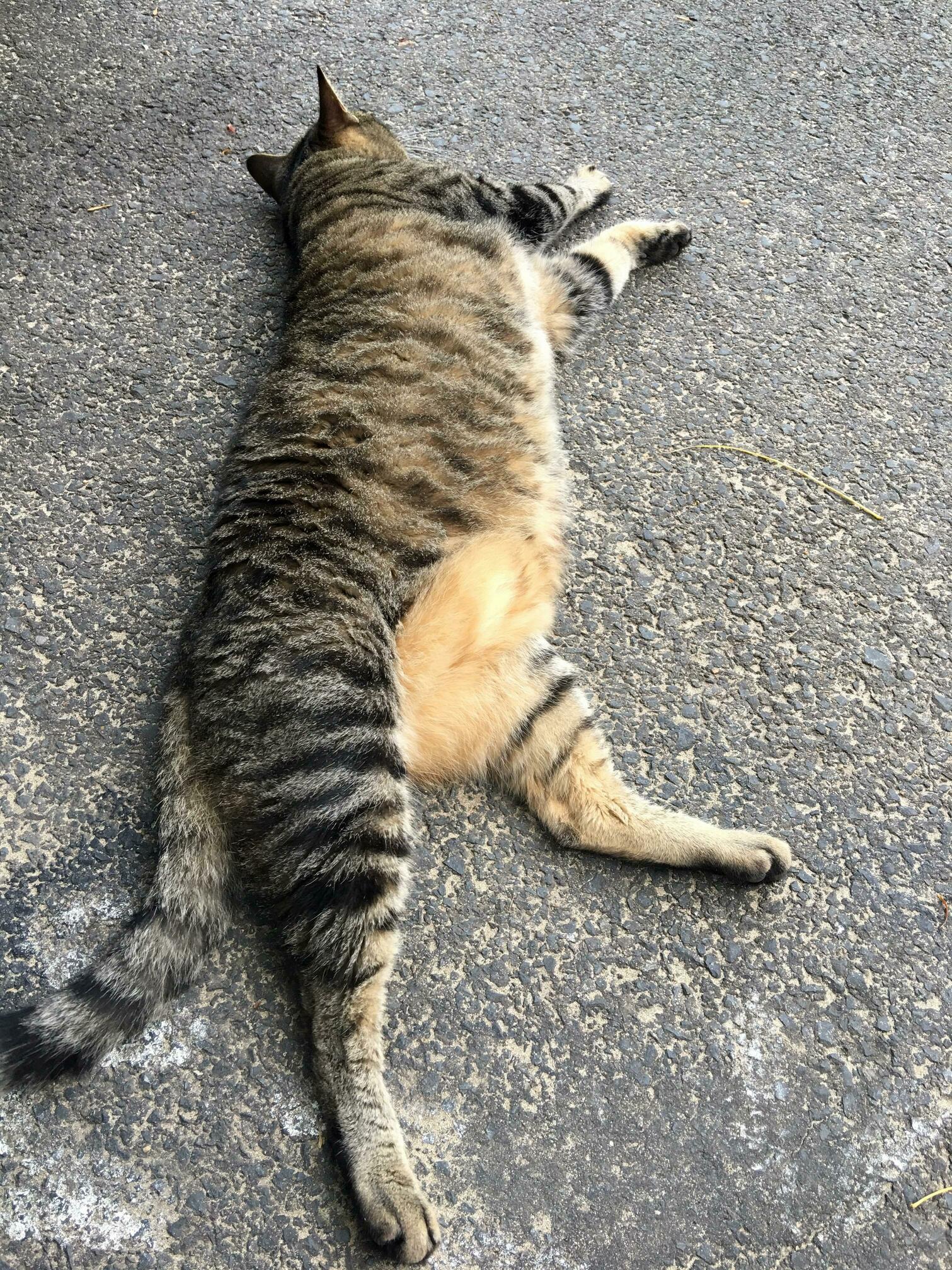 Met a Very Friendly Kitty on My Way Home