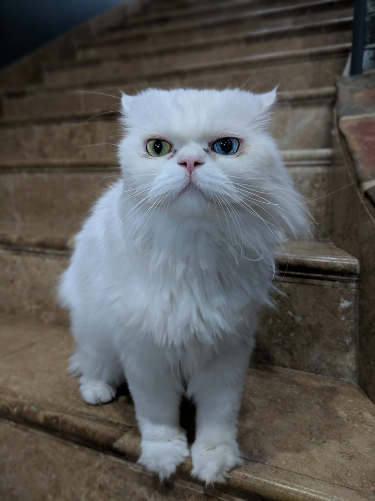 Met This Gorgeous Bugger Today