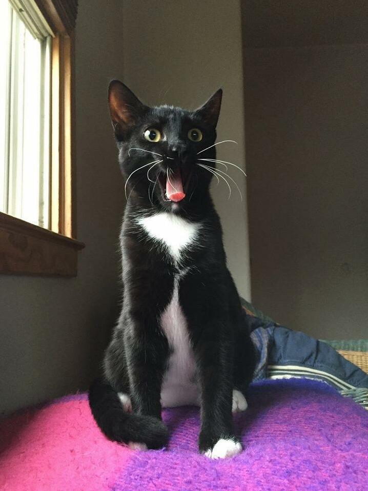 Mid-yawn Whisker Action