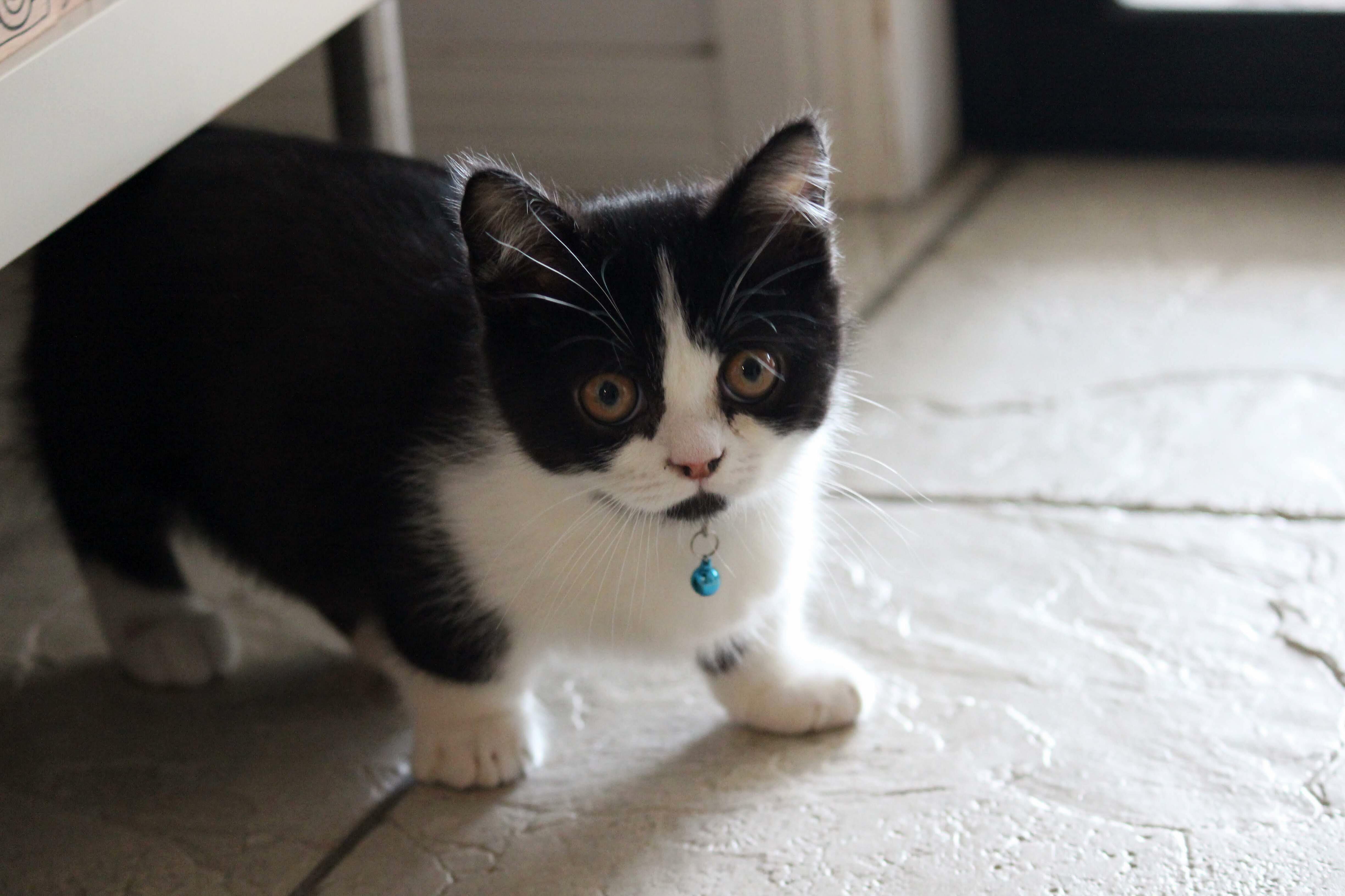 Mighty Munchkin, Mini Kitty. Meet Bruce; Funny, Cute and Stumpy!
