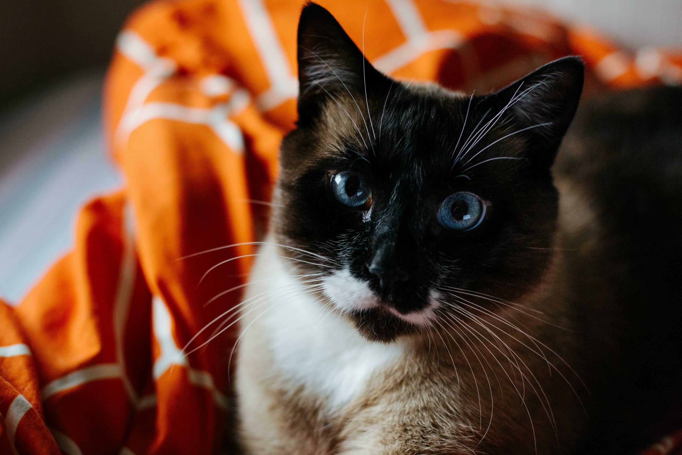 Ming Is Under the Weather (Again). I Wanted to Post This Photo of Him to Distract Myself for a Bit from Worrying