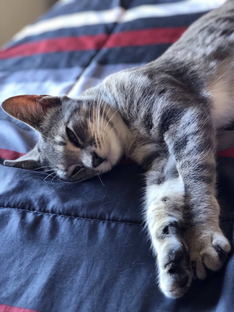 Mira the Kitty