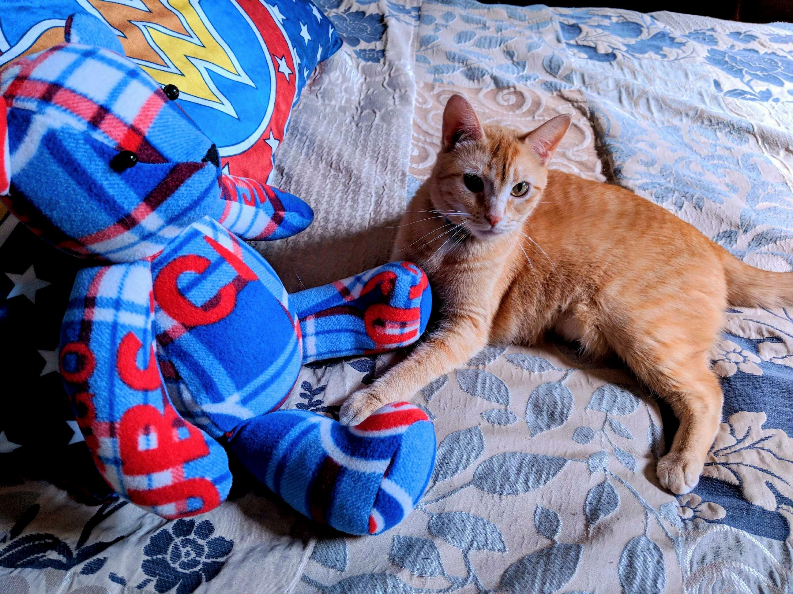Missing My Cat So My Mom Sent Me This Picture...im All Better Now!