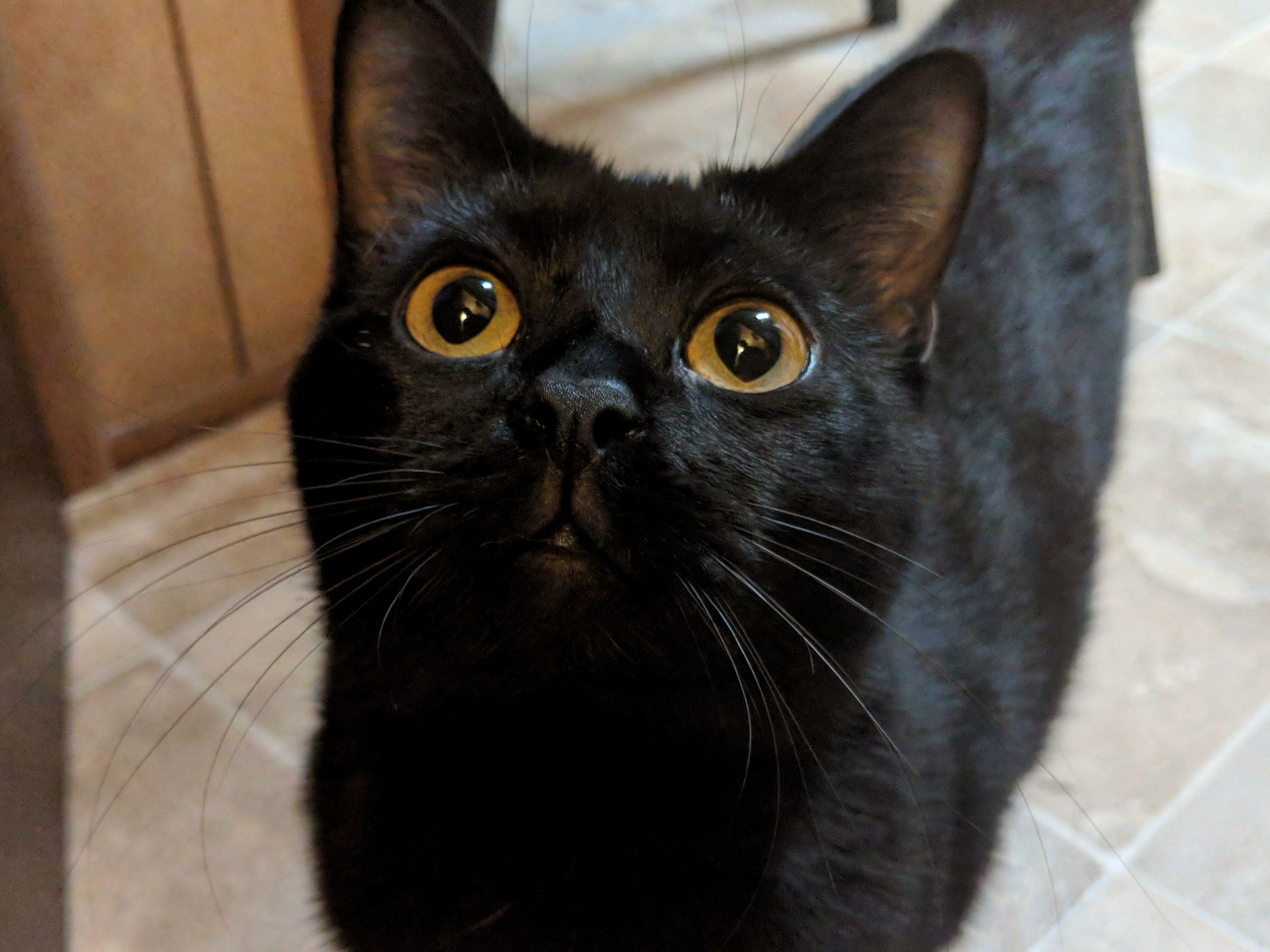 Mitts Showing Off Her Beautiful Eyes