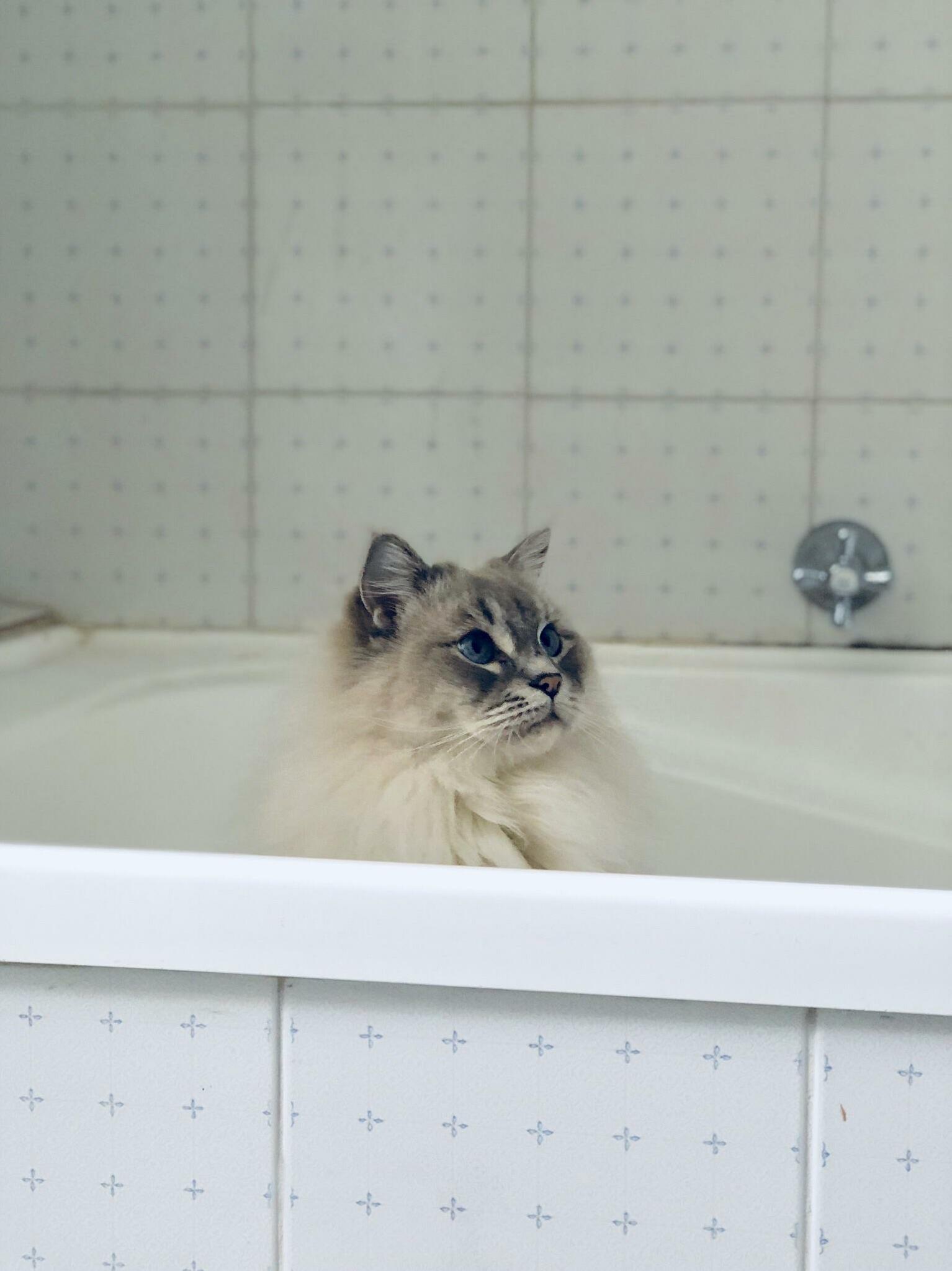 Moose Likes to Sit in the Bath and Look Pretty