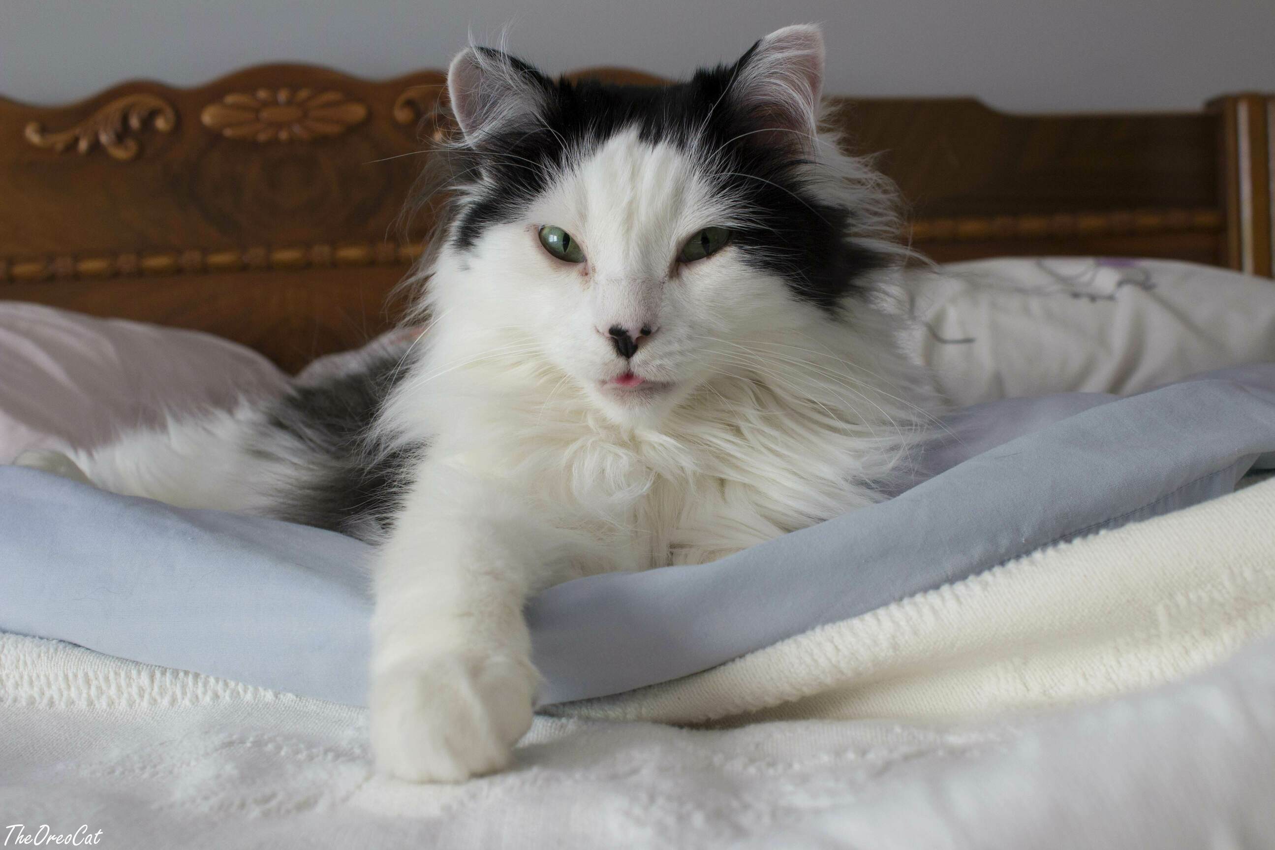 Morning Mlem