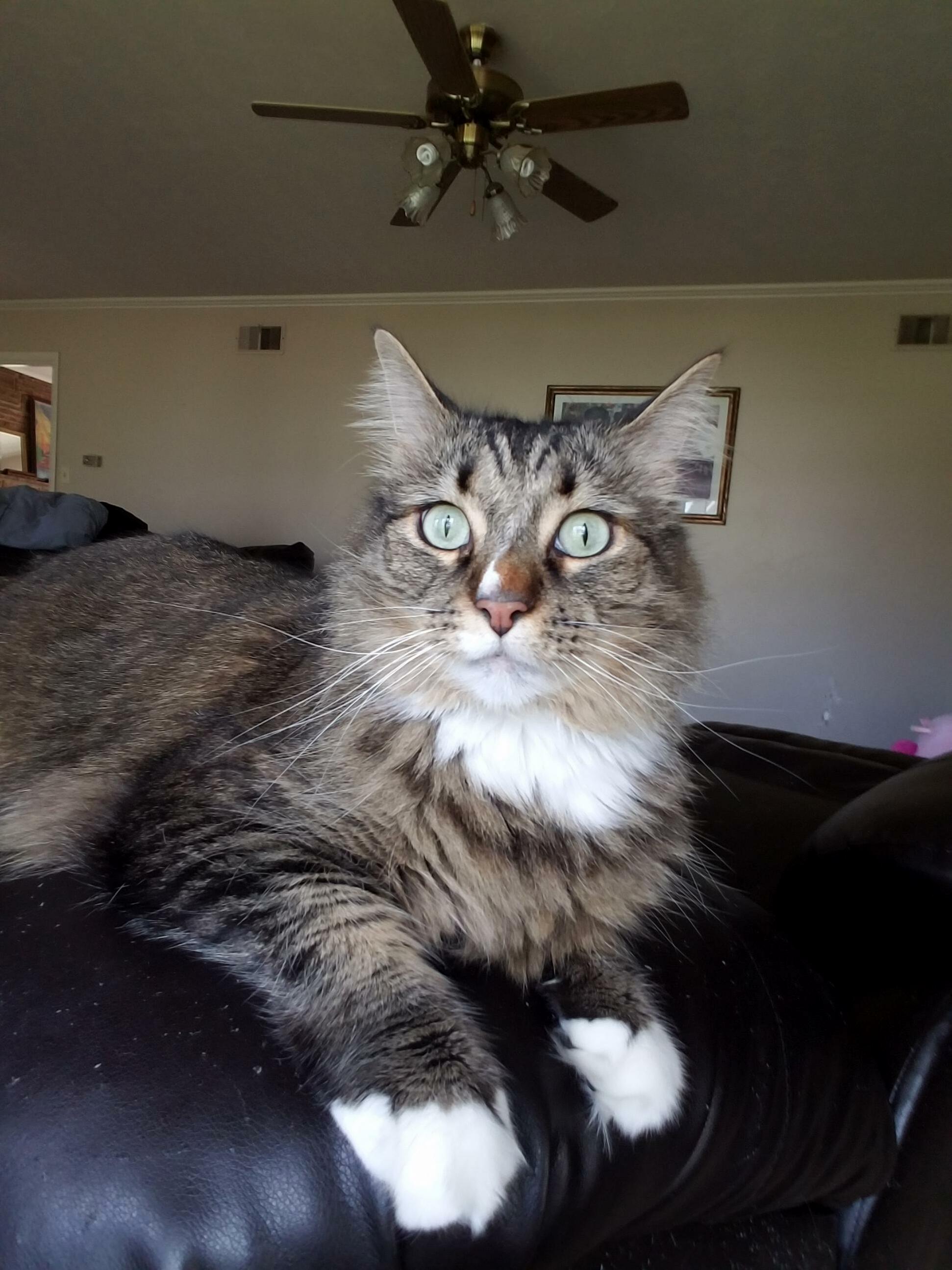 Mr. Kitty.
