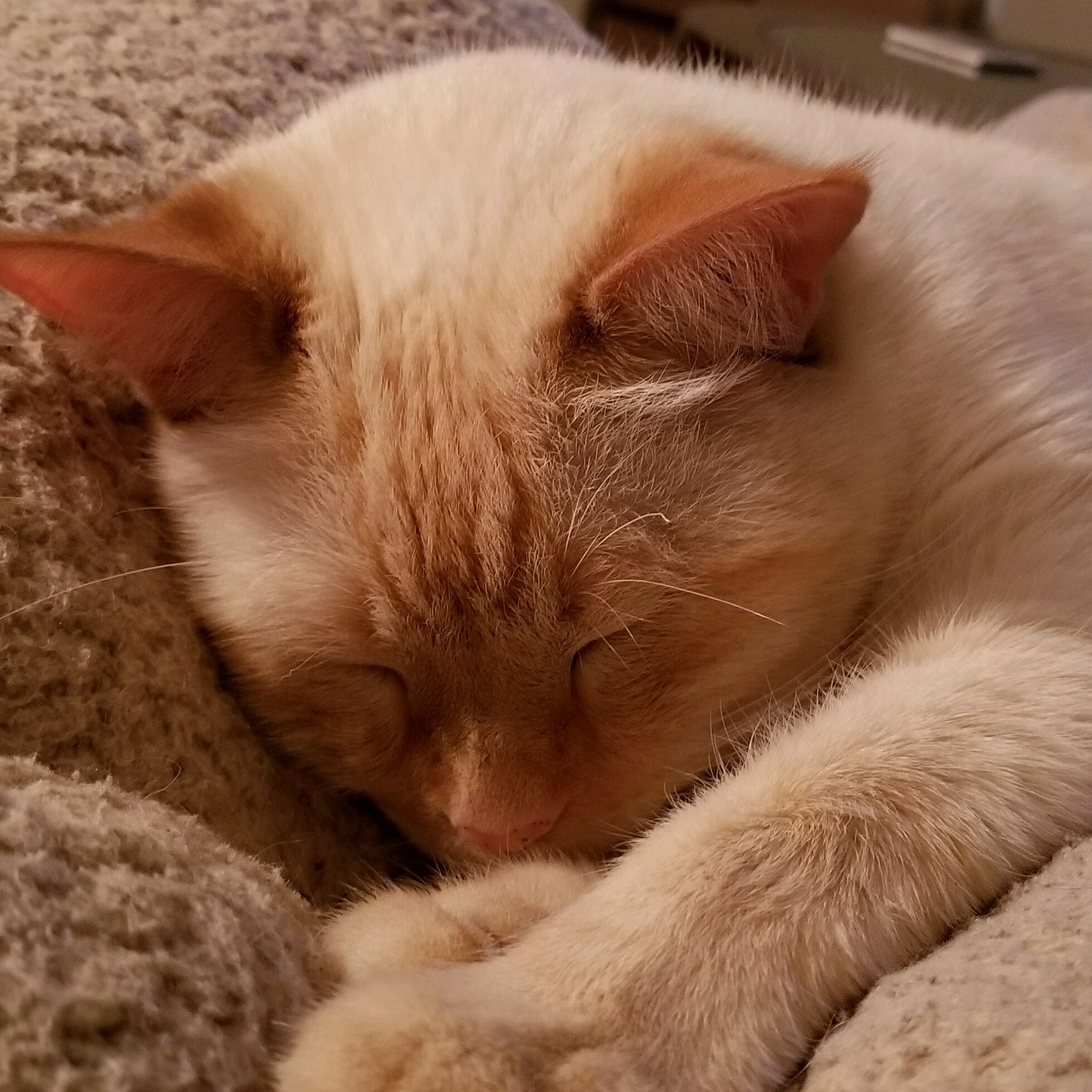 Mr. Mouth Enjoying His Kush Cat Life