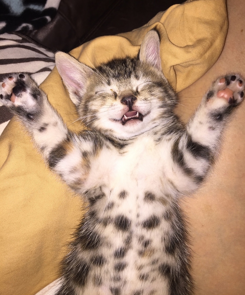 Mr. Sleepy