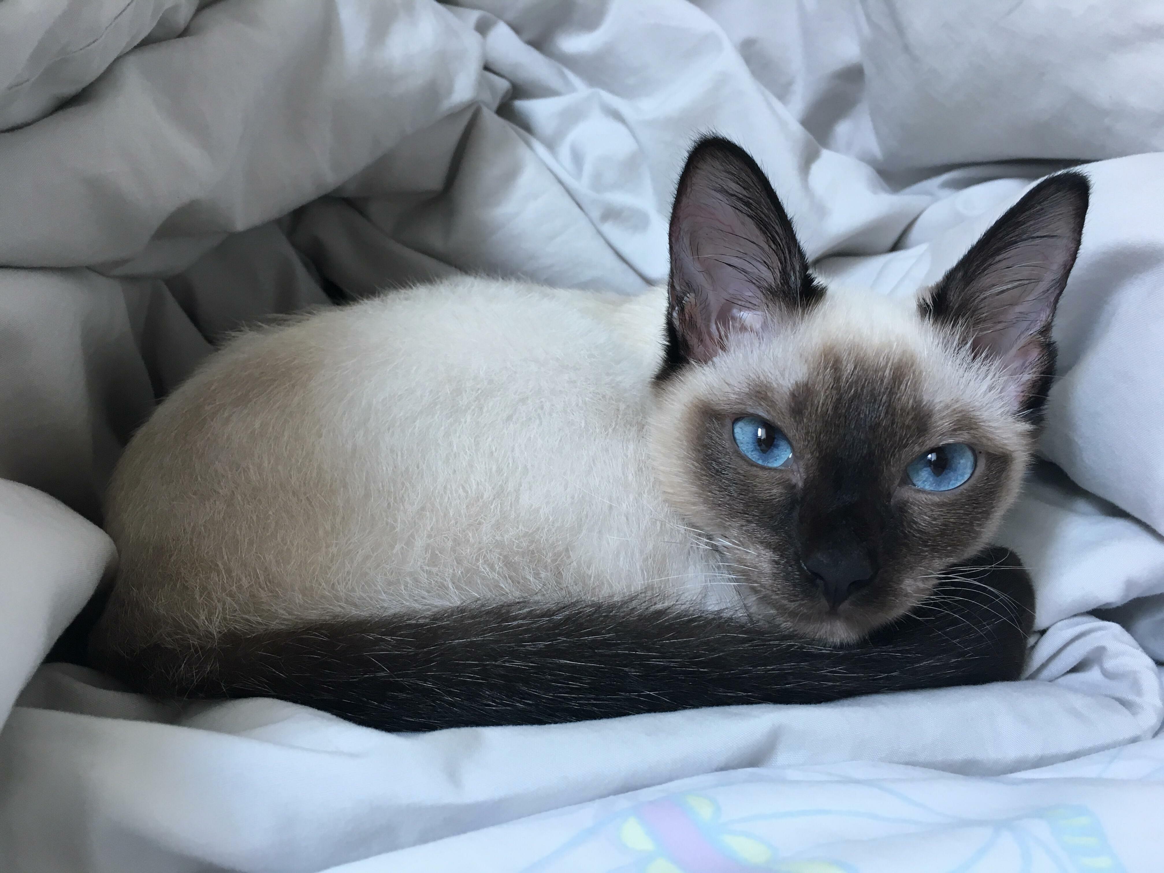 Much Like Her Human, the Only Things Anya Cares About Are Cheese, Tuna and Herself