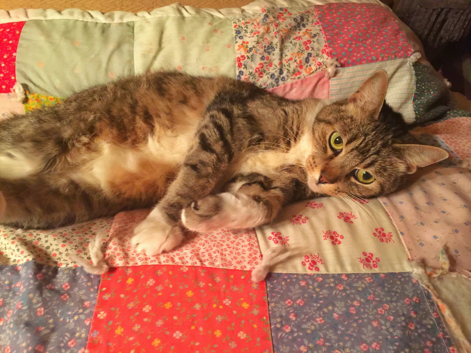 My 12 Year Old Tabby