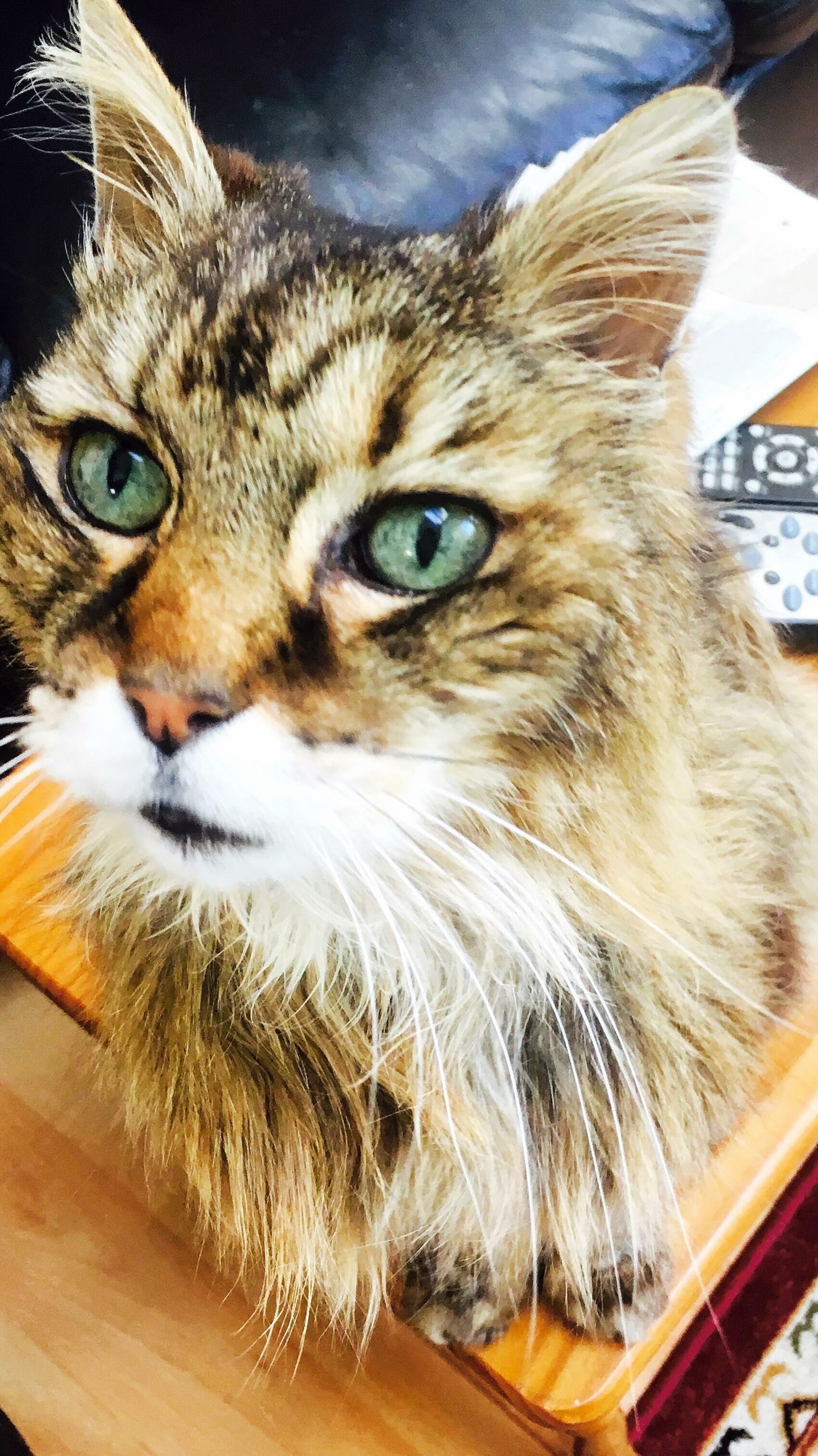 My 20 Year Old Cat Jack Is Still Going Strong .. Although He Drools a Lot and Has Cat Dementia .. Good to See Him Anytime I Get Home Although Not Sure If He Will Make It to Christmas This Year