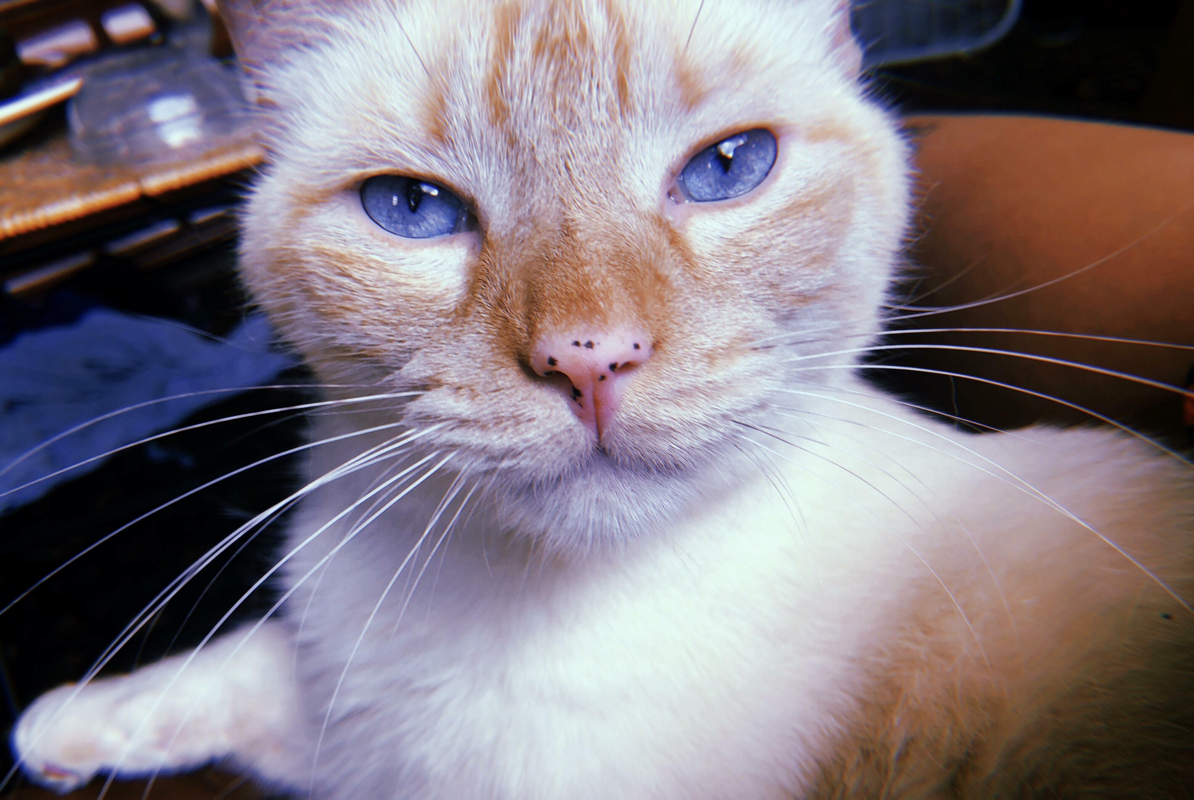 My 4 Year Old Cat Moe Gets More and More Handsome with Age