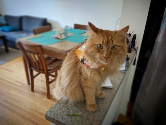 My Aunt Bought Oliver This Cute Bandana. He Seems... Thrilled