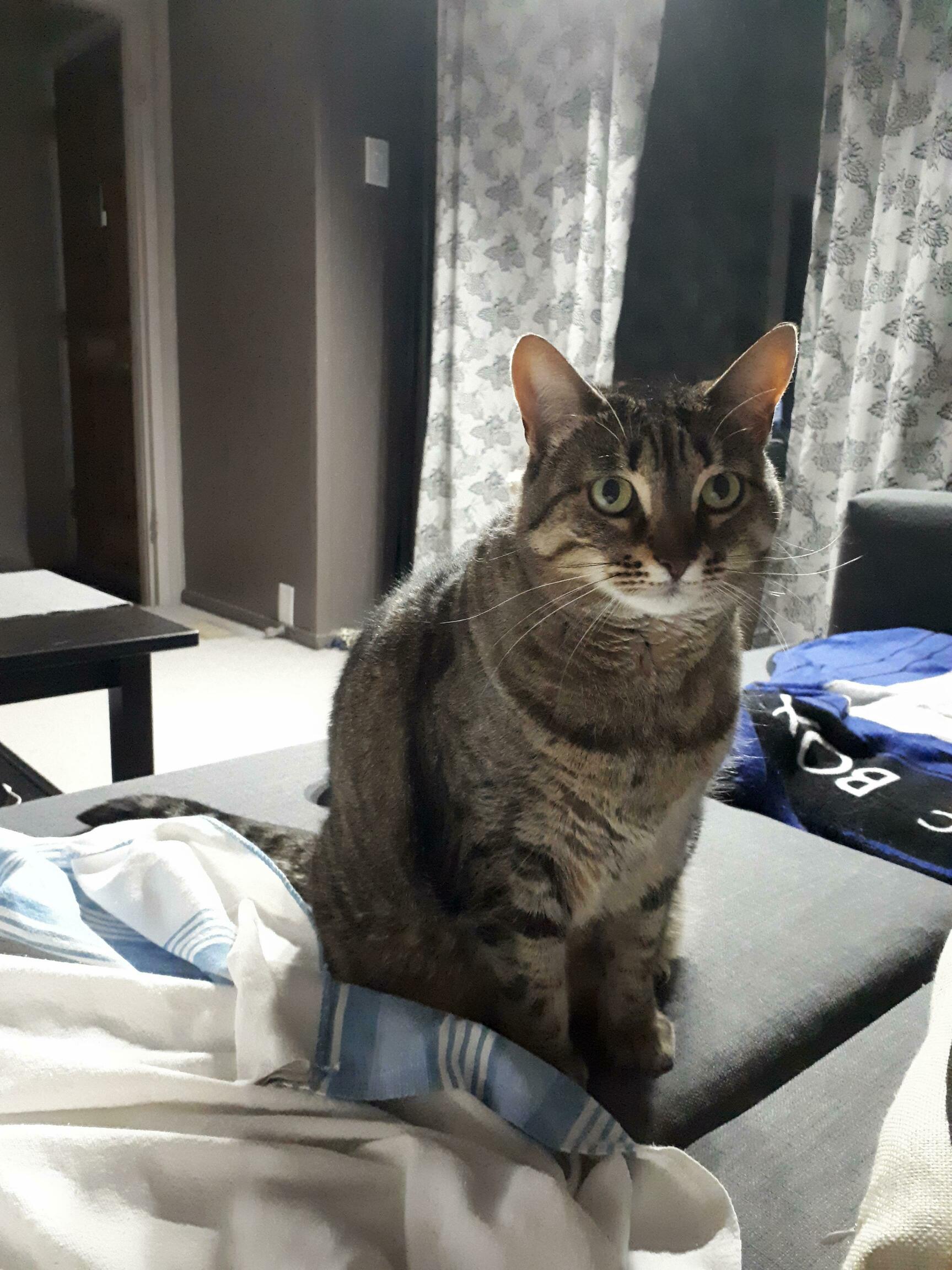 My Baby Girl and Furry Best Friend, Cersei.