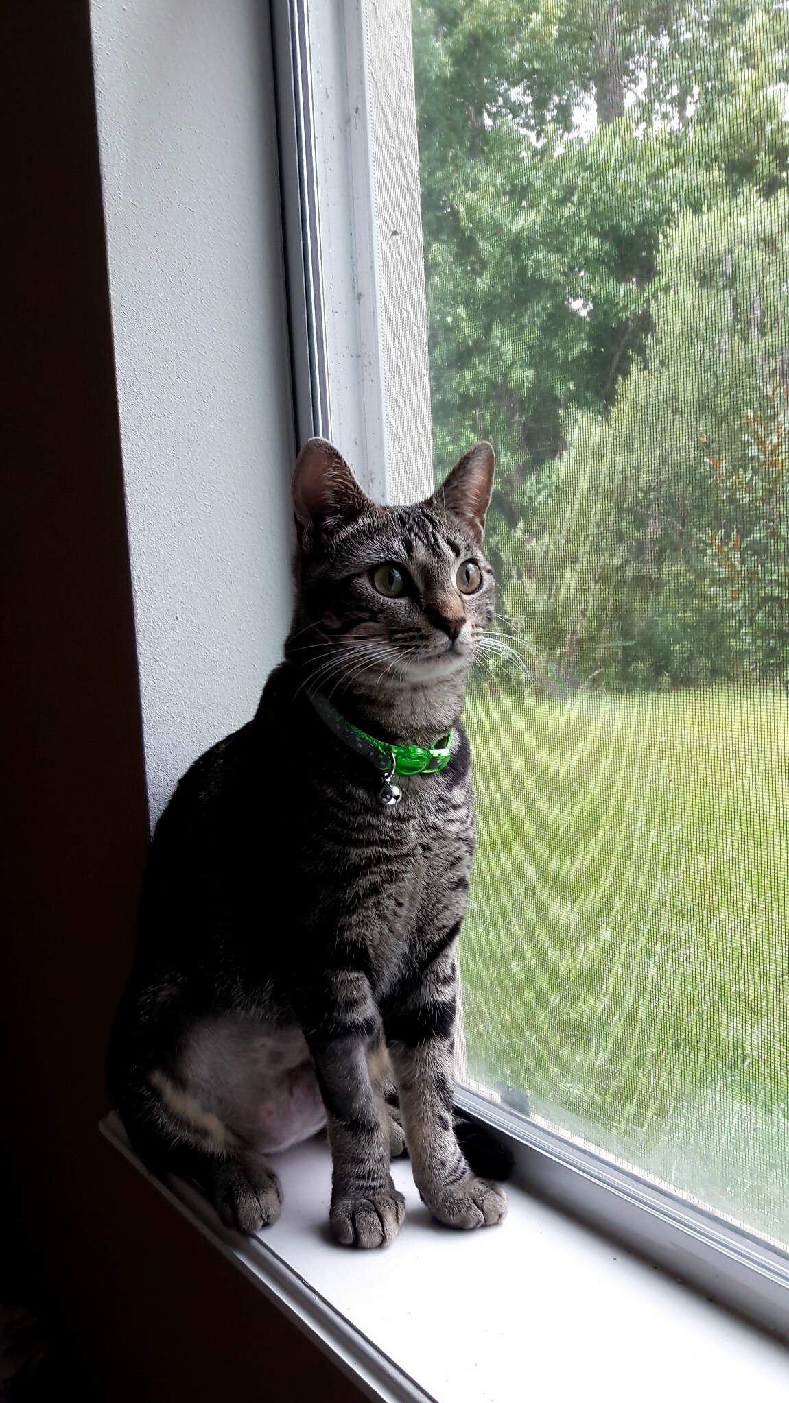 My Baby Girl Freya. Found Her Outside Stuck in a Tree About Two Months Ago. She Hasnt Left My Side Since.